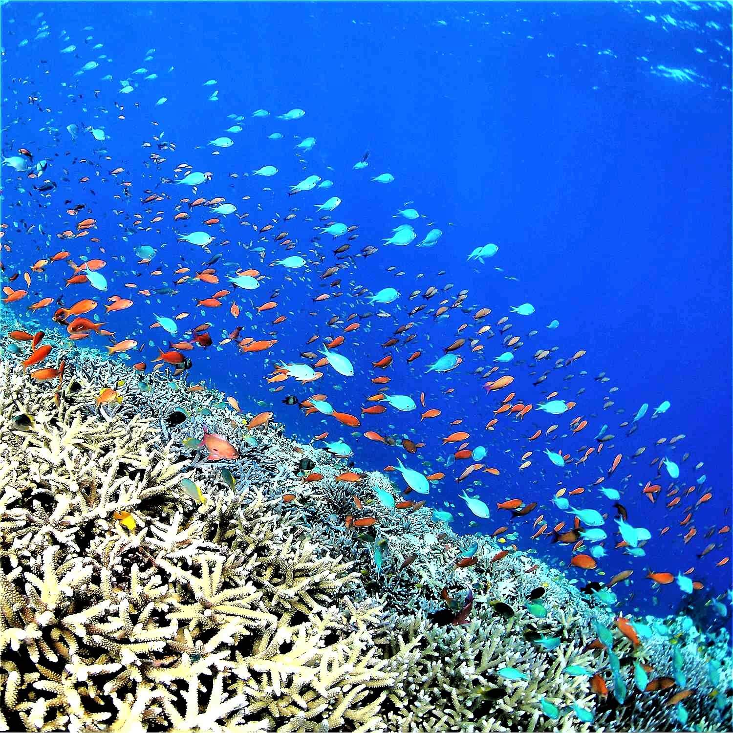 Corals and tropical fish in Miyako Island, Okinawa = AdobeStock