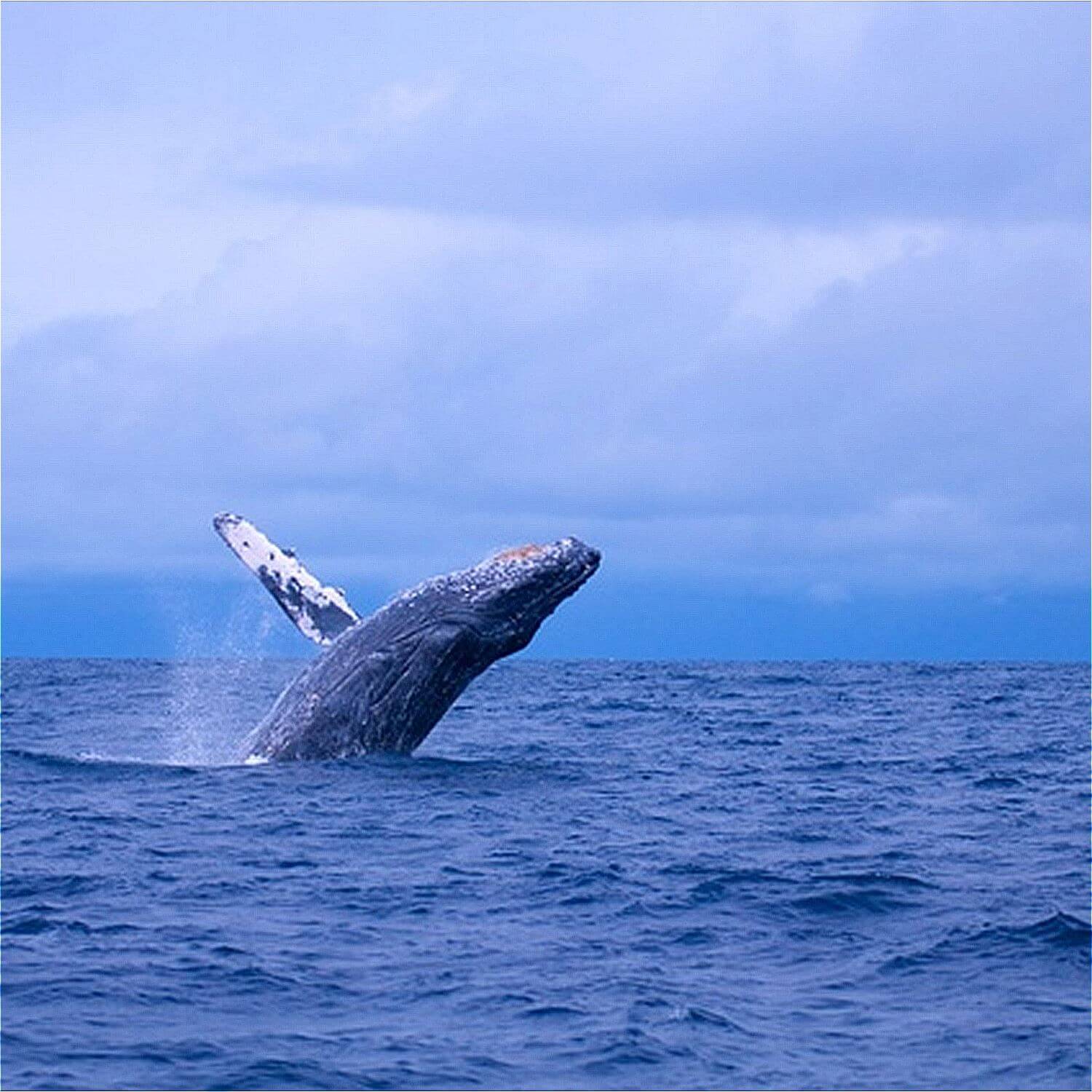 If you're lucky, you might even get to see a whale at sea = Pixta