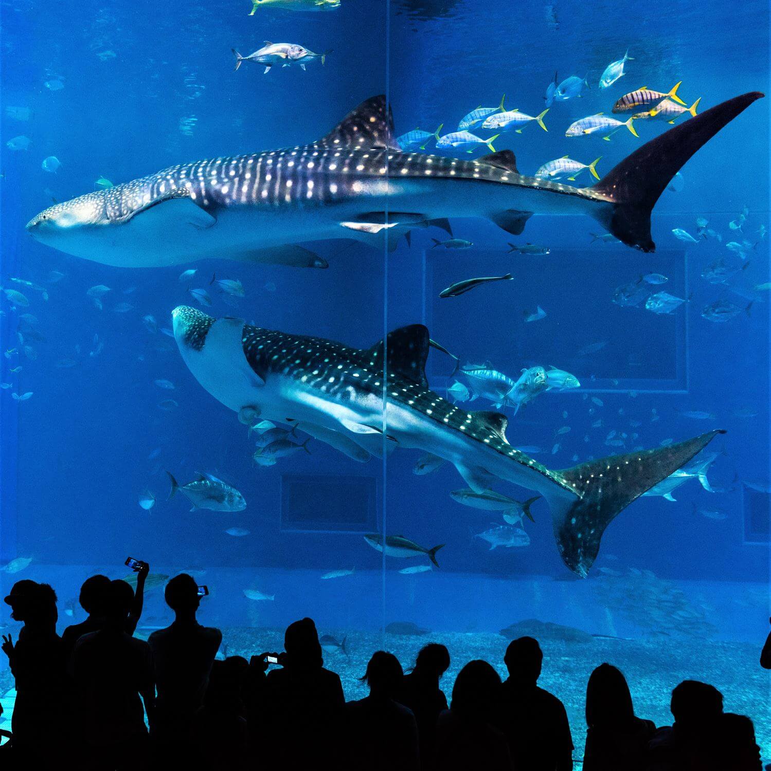 Whale sharks and various kinds of fish swimming in the main tank, called the Kuroshio Sea, at Okinawa Chiraumi Aquarium, Okinawa = Shutterstock