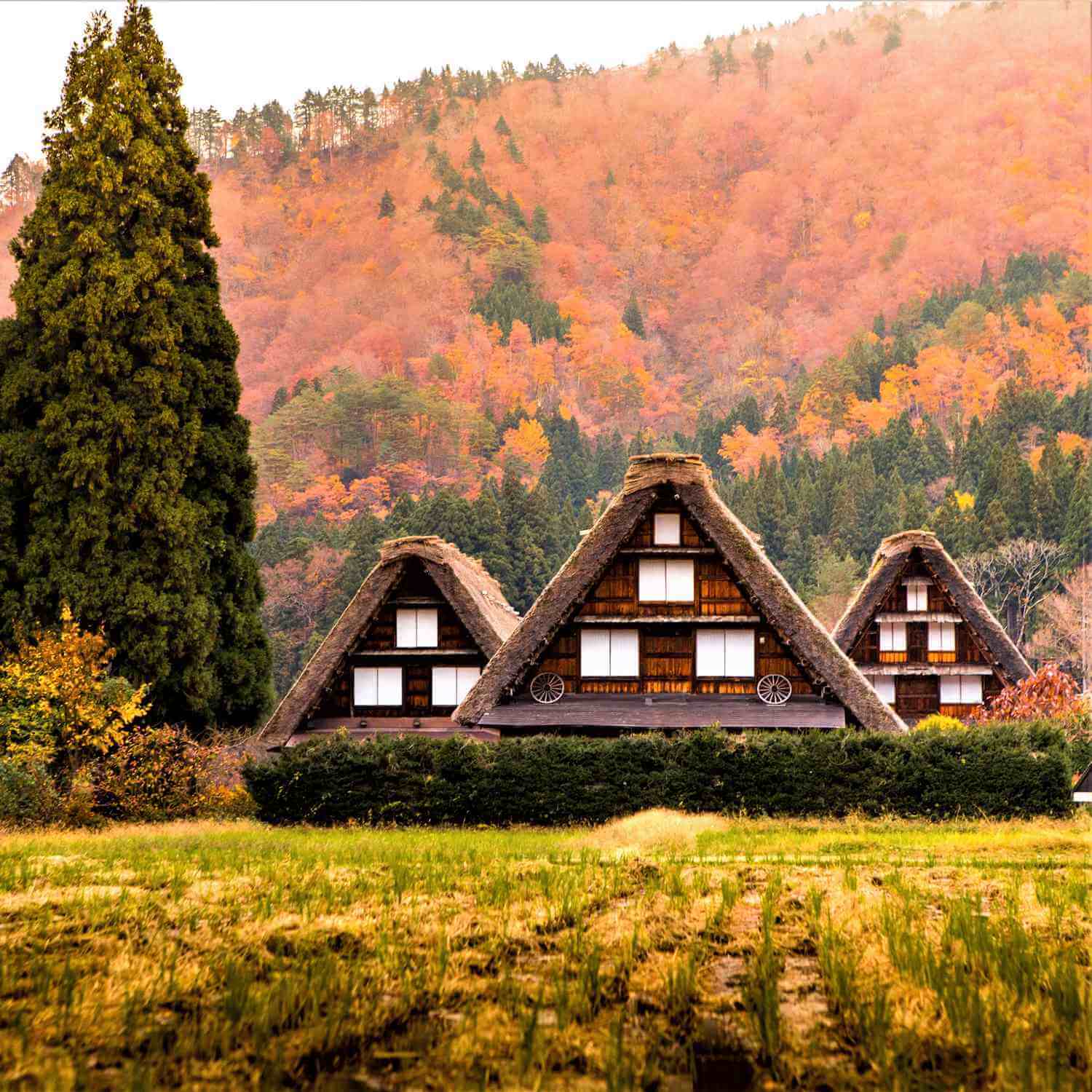 Shirakawago Village in autumn = Shutterstock 5