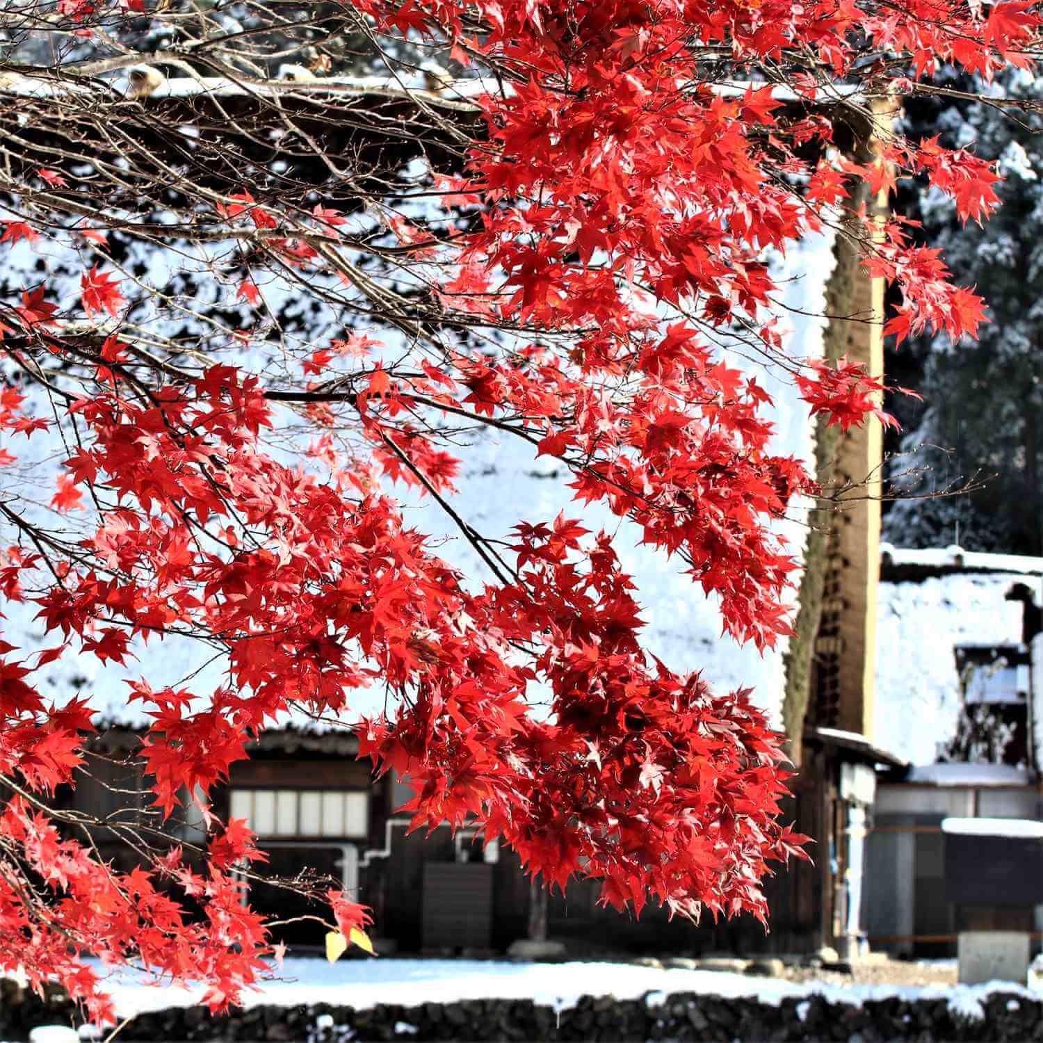 Shirakawago Village in autumn = Shutterstock 7