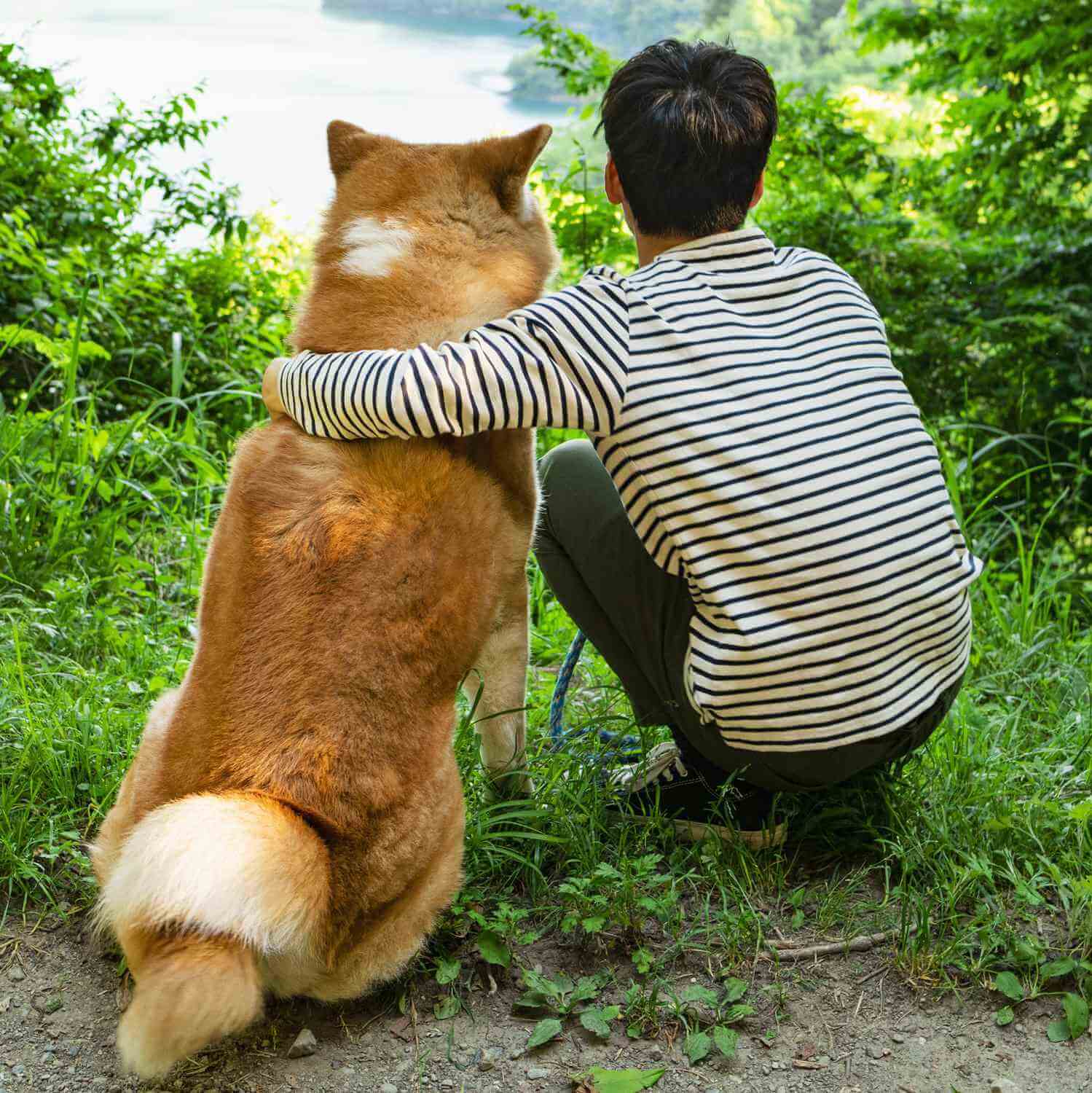 Akita dog is gaining popularity worldwide 10