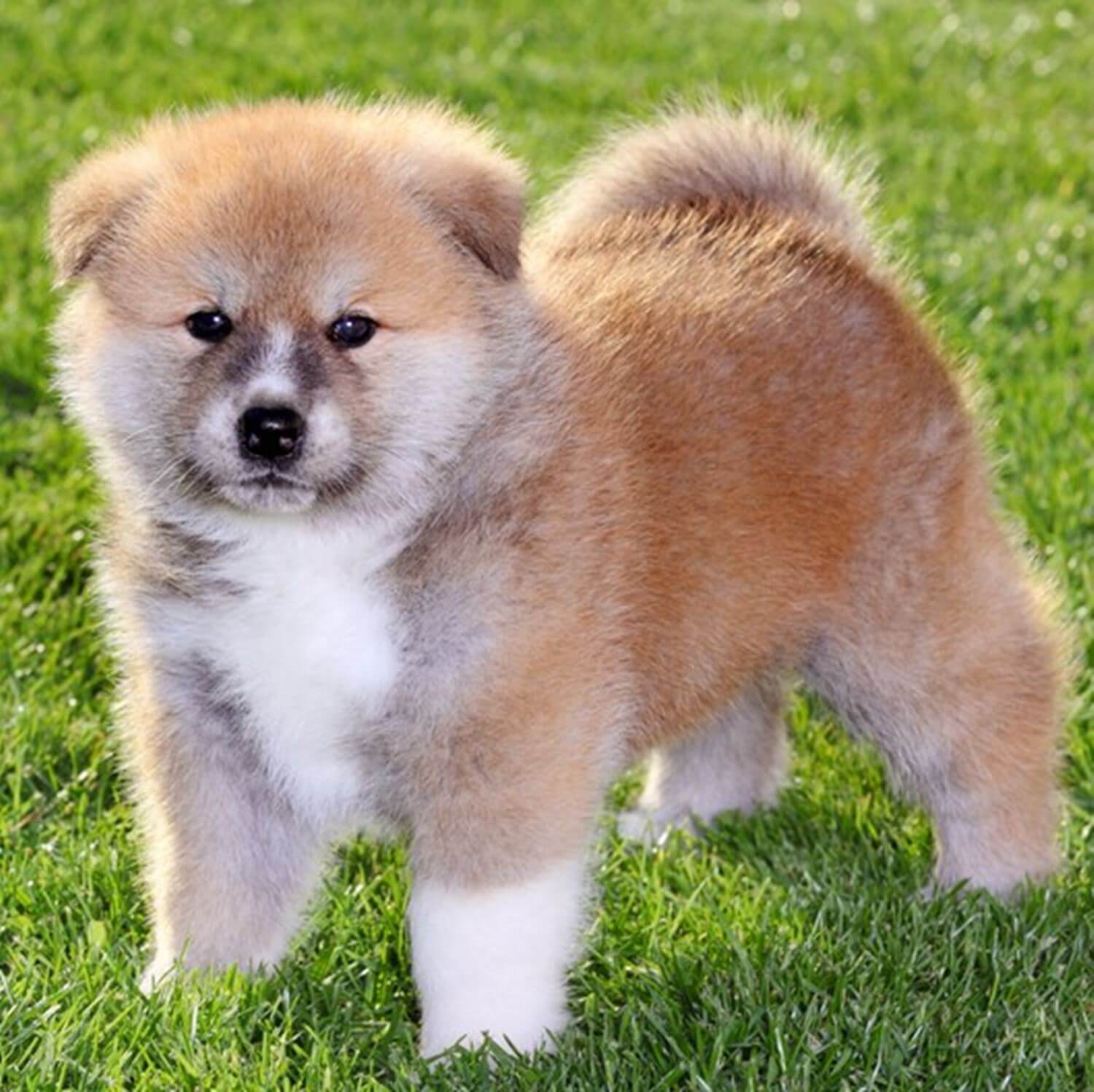 Akita dog is gaining popularity worldwide = Shutterstock 2