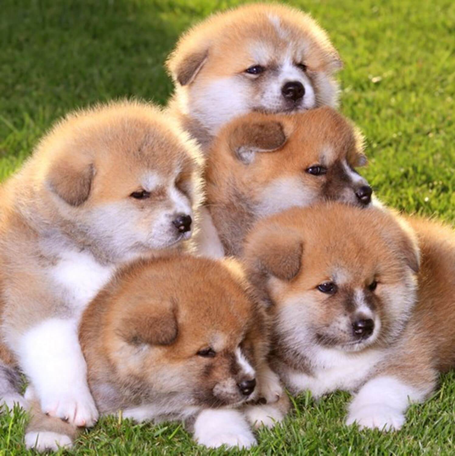 Akita dog is gaining popularity worldwide = Shutterstock 3