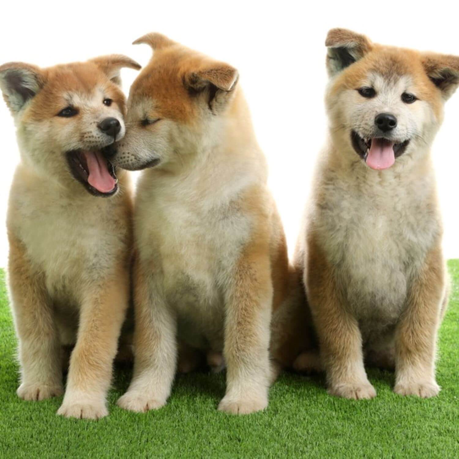 Akita dog is gaining popularity worldwide = Shutterstock 4