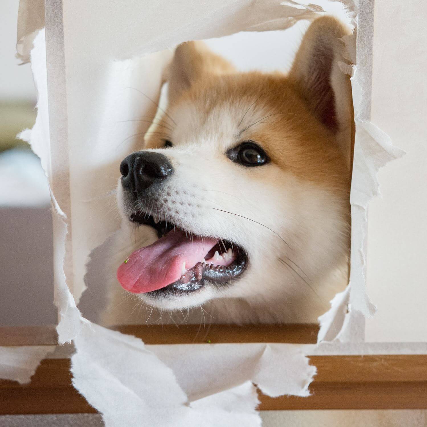 Akita dog is gaining popularity worldwide = AdobeStock 5