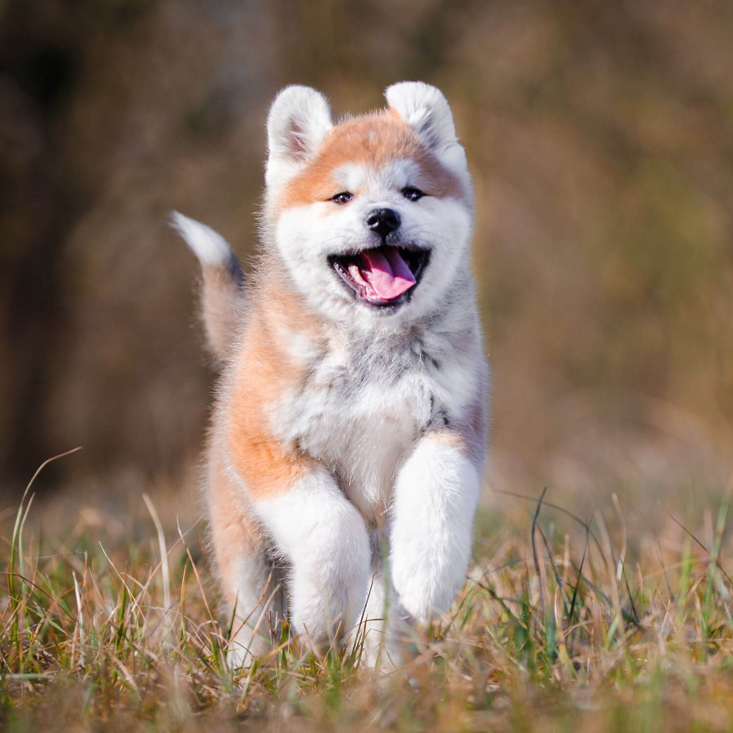 Akita dog is gaining popularity worldwide = AdobeStock 6