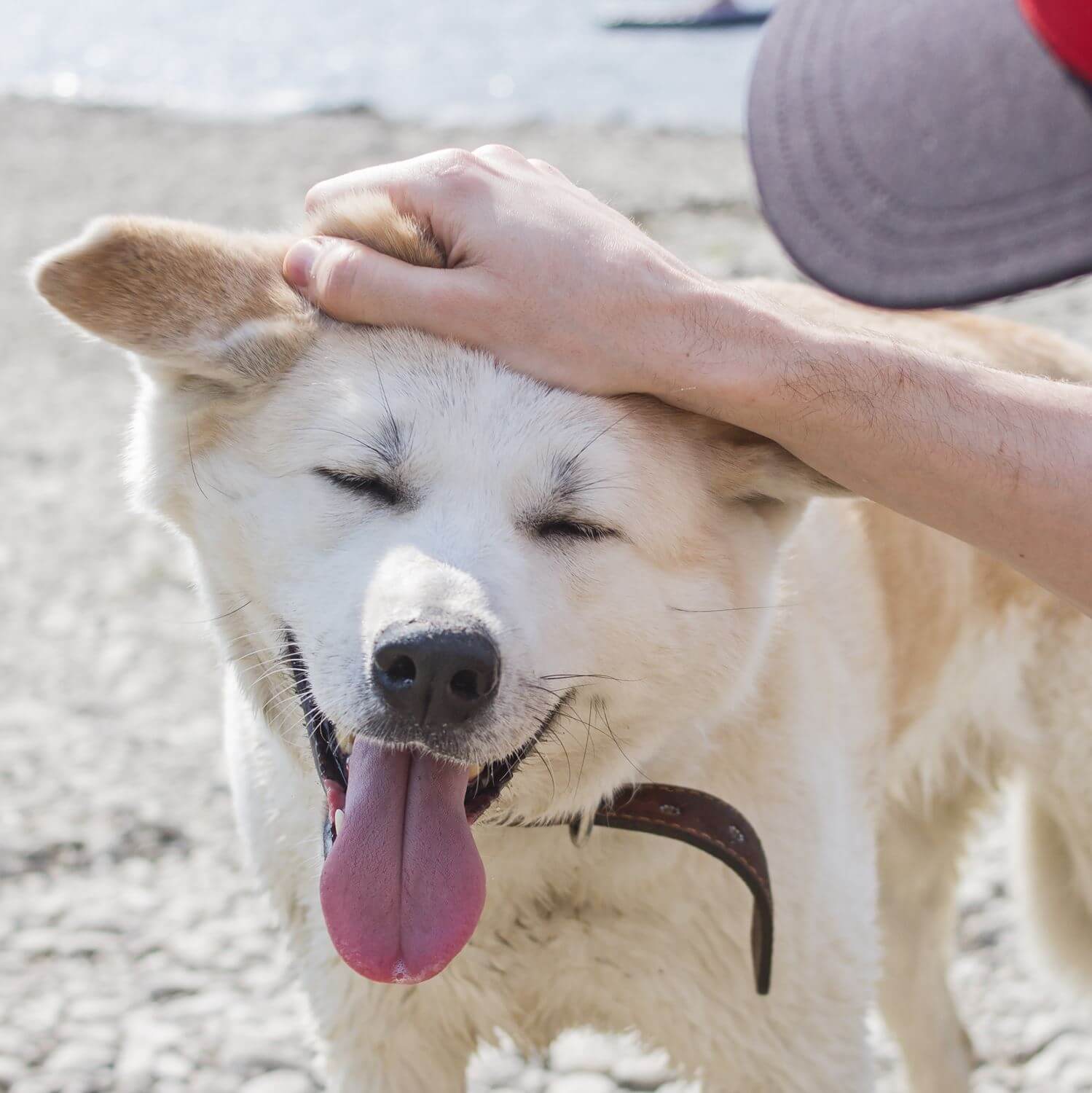 Akita dog is gaining popularity worldwide 7