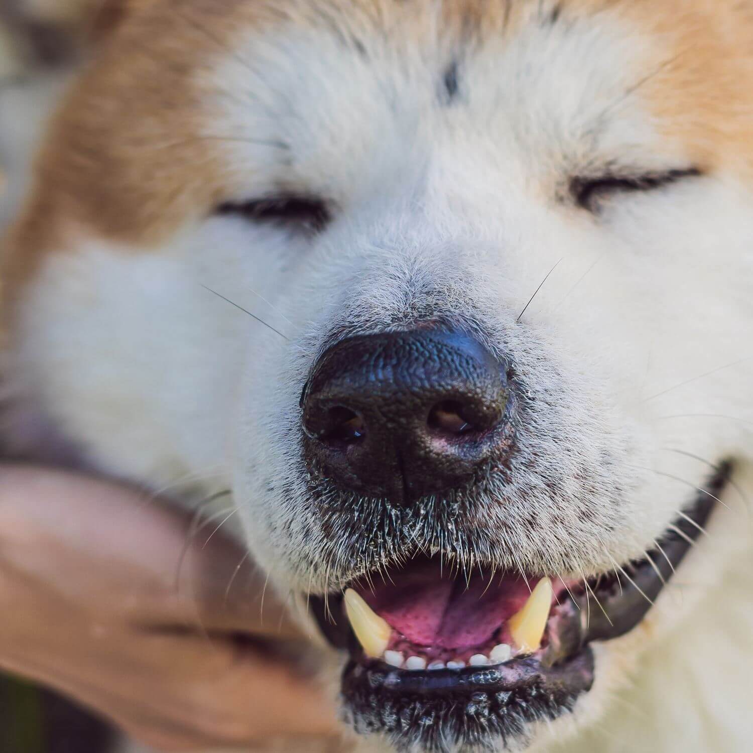 Akita dog is gaining popularity worldwide 8