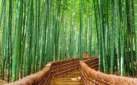Bamboo forest in Arashiyama, Kyoto city = Shutterstock 1