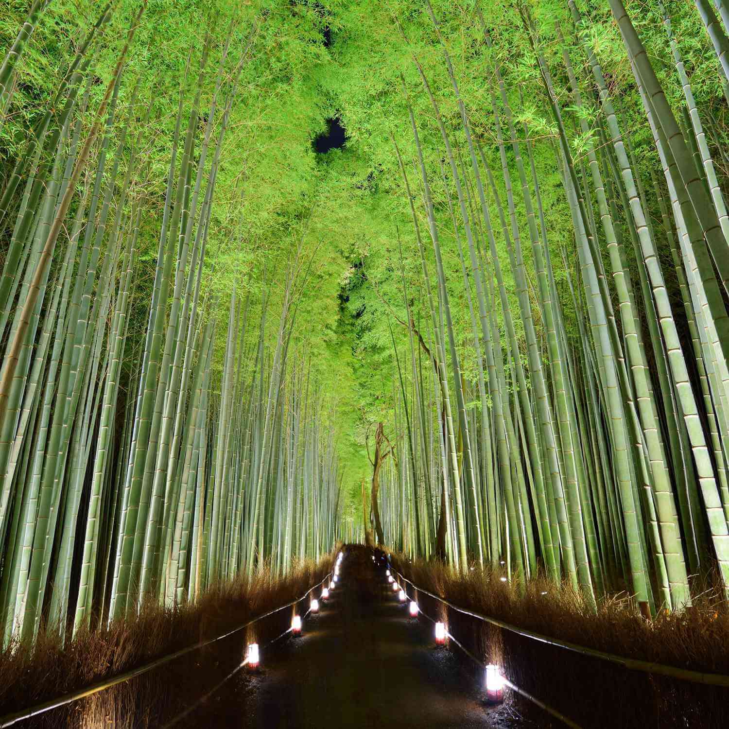 Bamboo grove lit up at night during Arashiyama Hanatouro festival in winter, Kyoto = Shutterstock 10