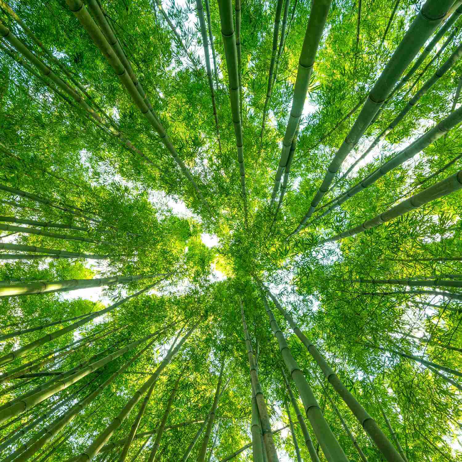 Bamboo forest in Arashiyama, Kyoto city = Shutterstock 3