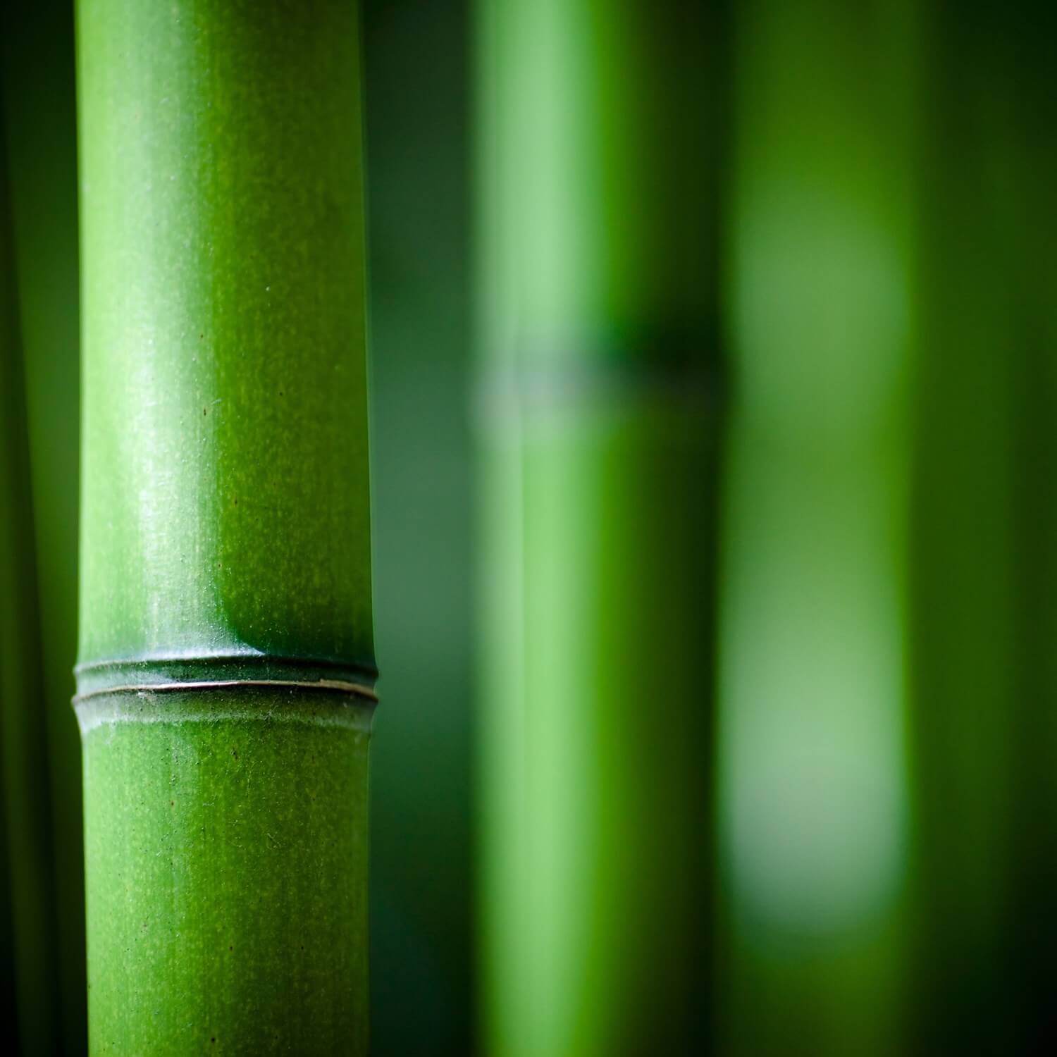 In Arashiyama, bamboo forests are carefully managed by craftsmen = Shutterstock