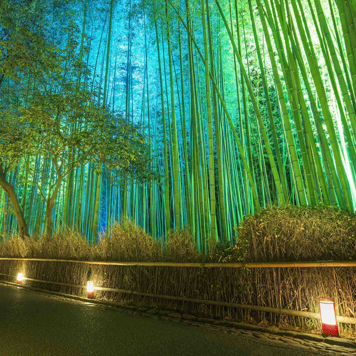 Bamboo grove lit up at night during Arashiyama Hanatouro festival in winter, Kyoto = Shutterstock 1