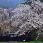 Samurai residence in Kakunodate, Akita = Shutterstock 1