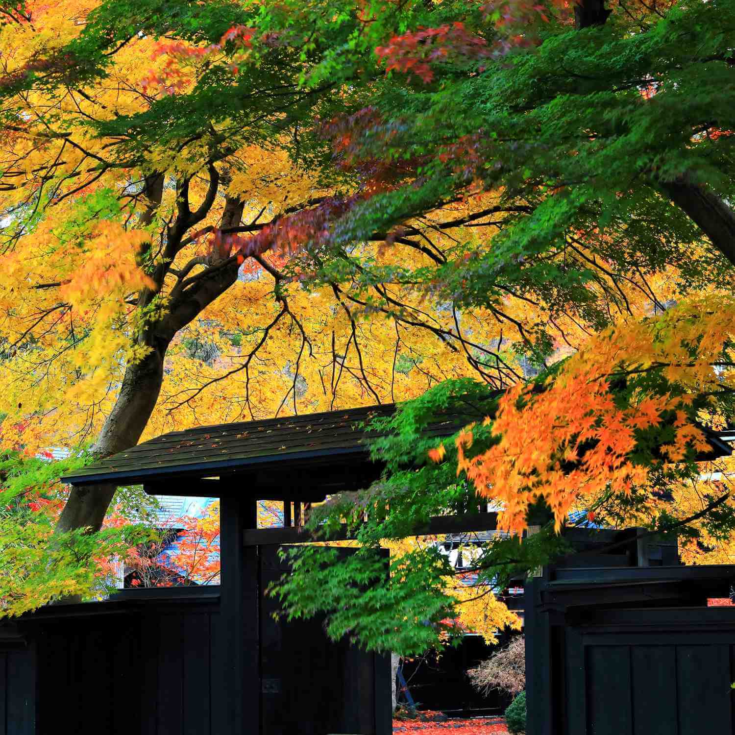 Samurai residence in Kakunodate, Akita = Shutterstock 8