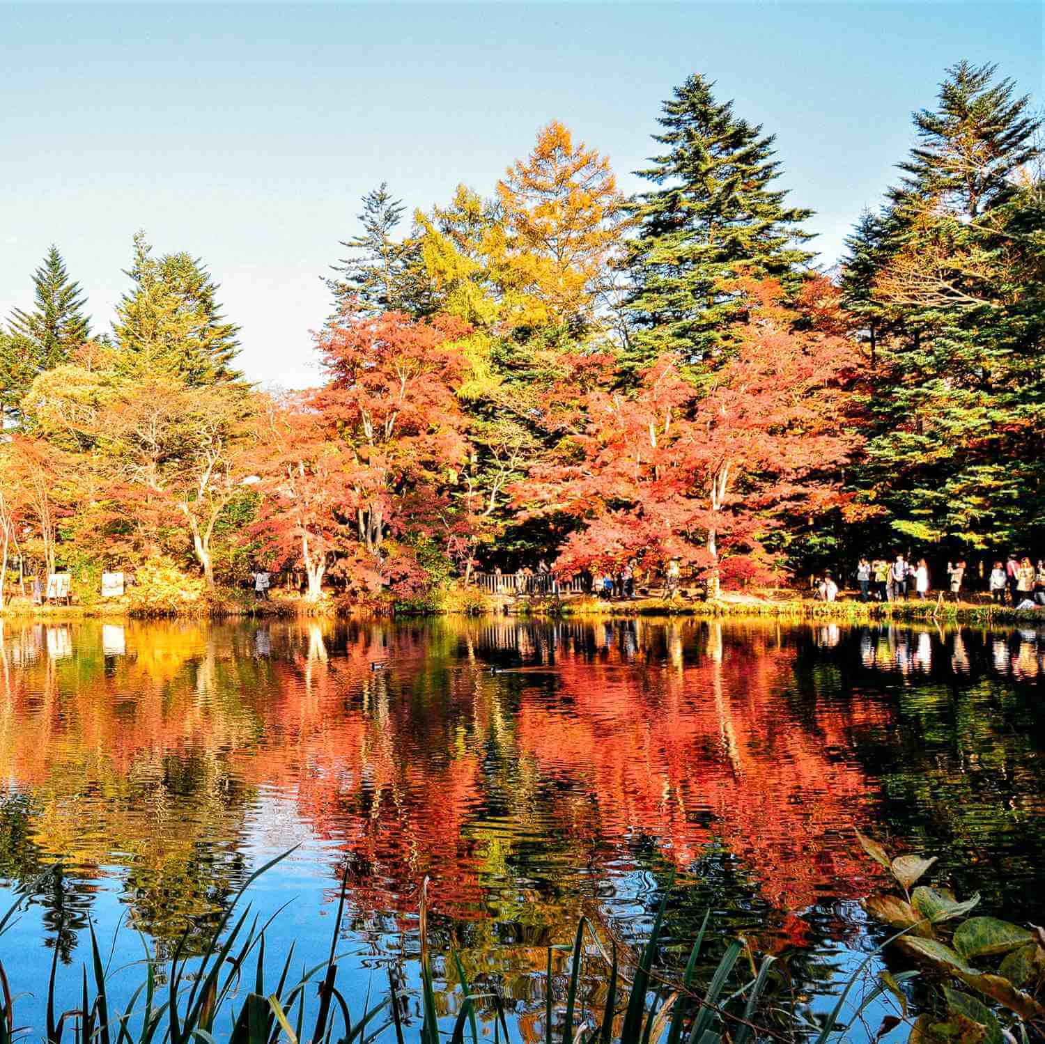 Kumobaike Pond is famous for its beautiful autumn colors = Shutterstock
