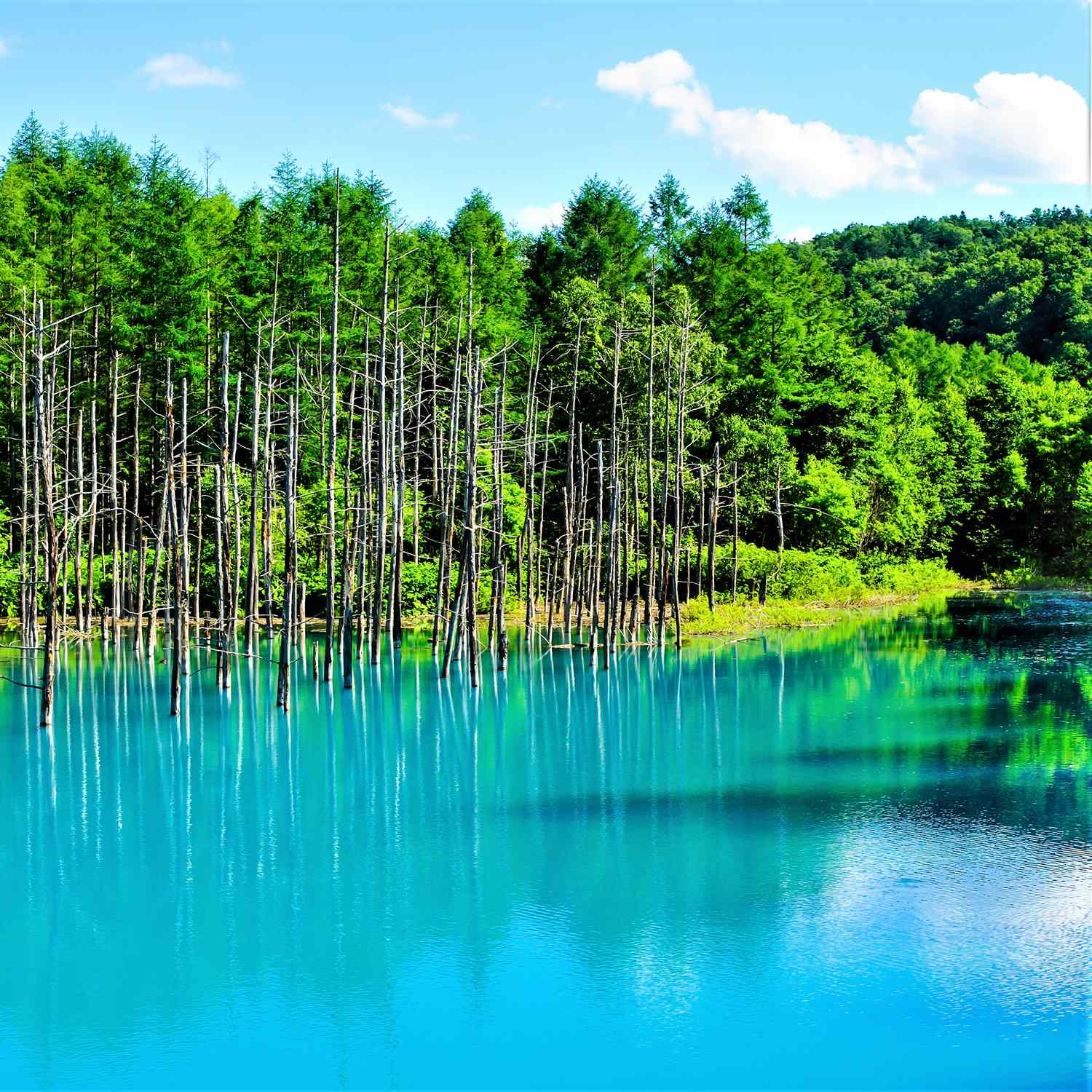 Blue Pond in Biei, Hokkaido = Shutterstock 3