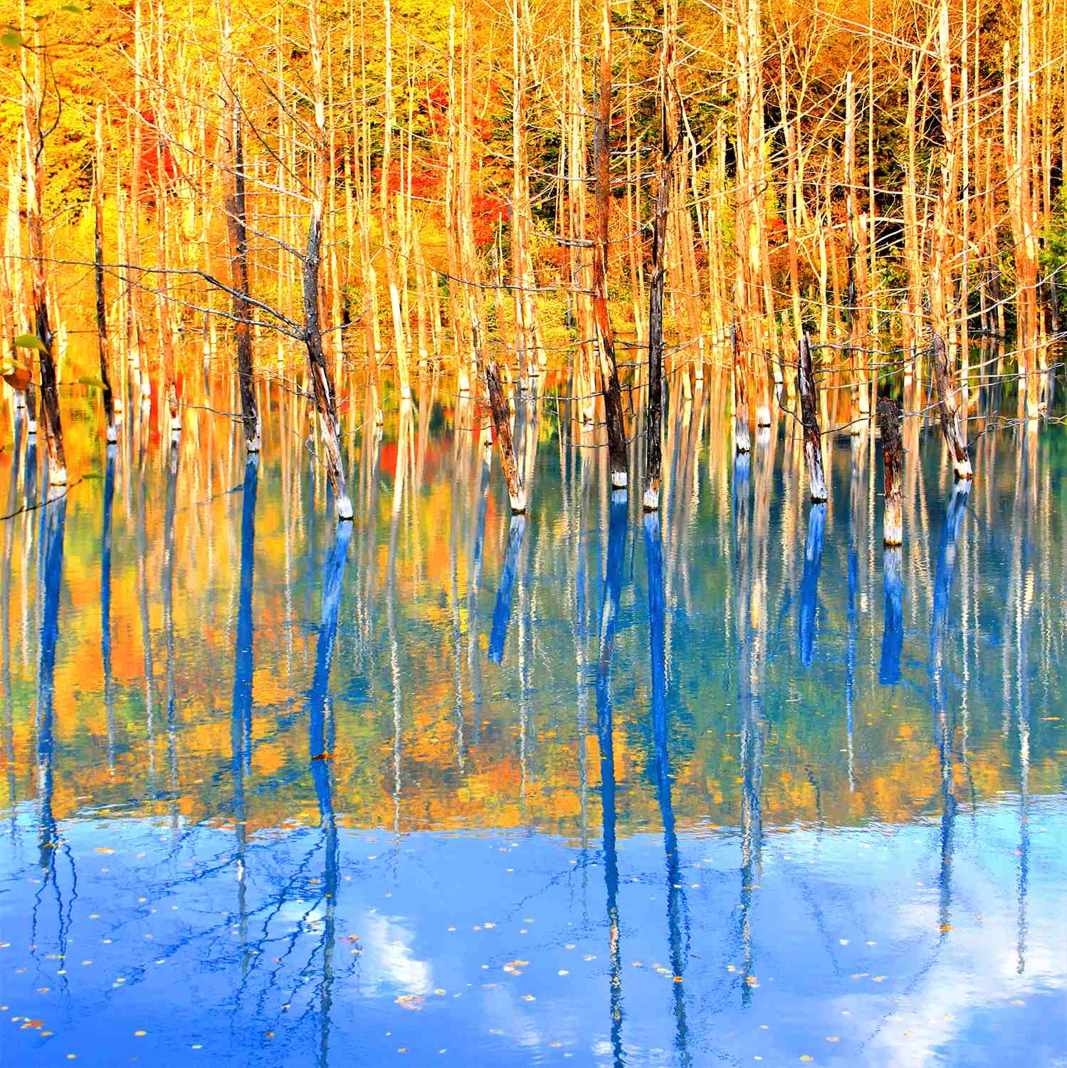 Blue Pond in Biei, Hokkaido = Shutterstock 6