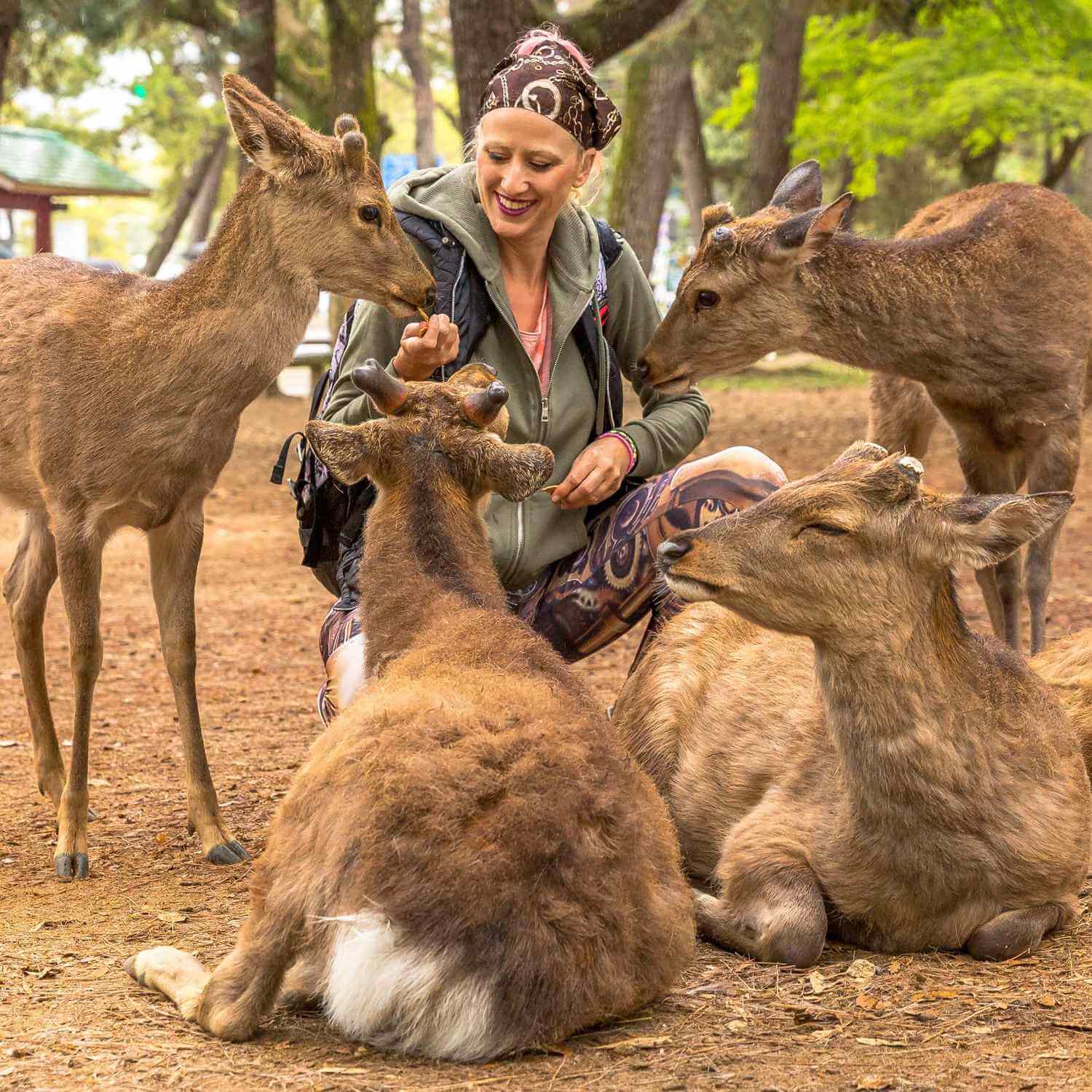 Wild deer in Nara City, the ancient capital of Japan = Shutterstock 1