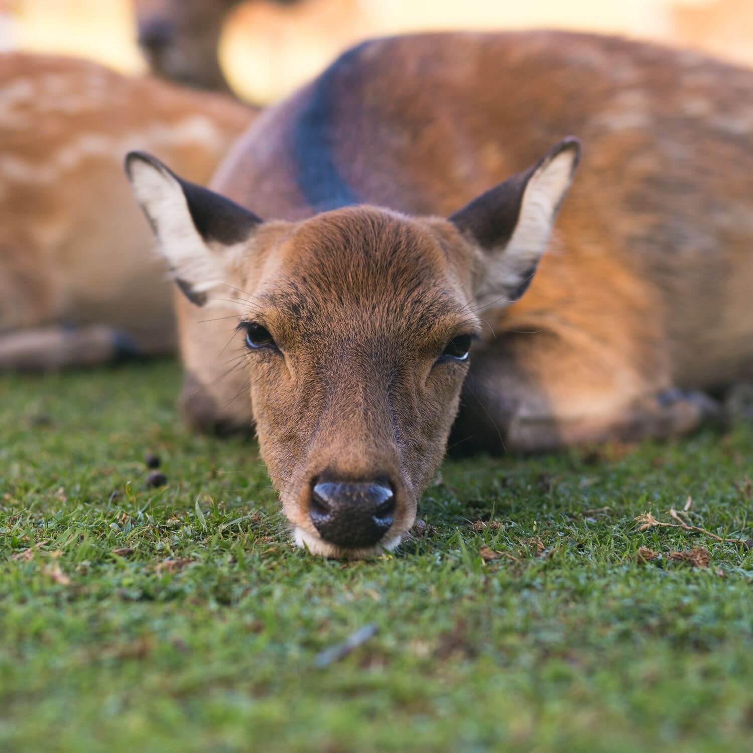 Wild deer in Nara City, the ancient capital of Japan = Shutterstock 10