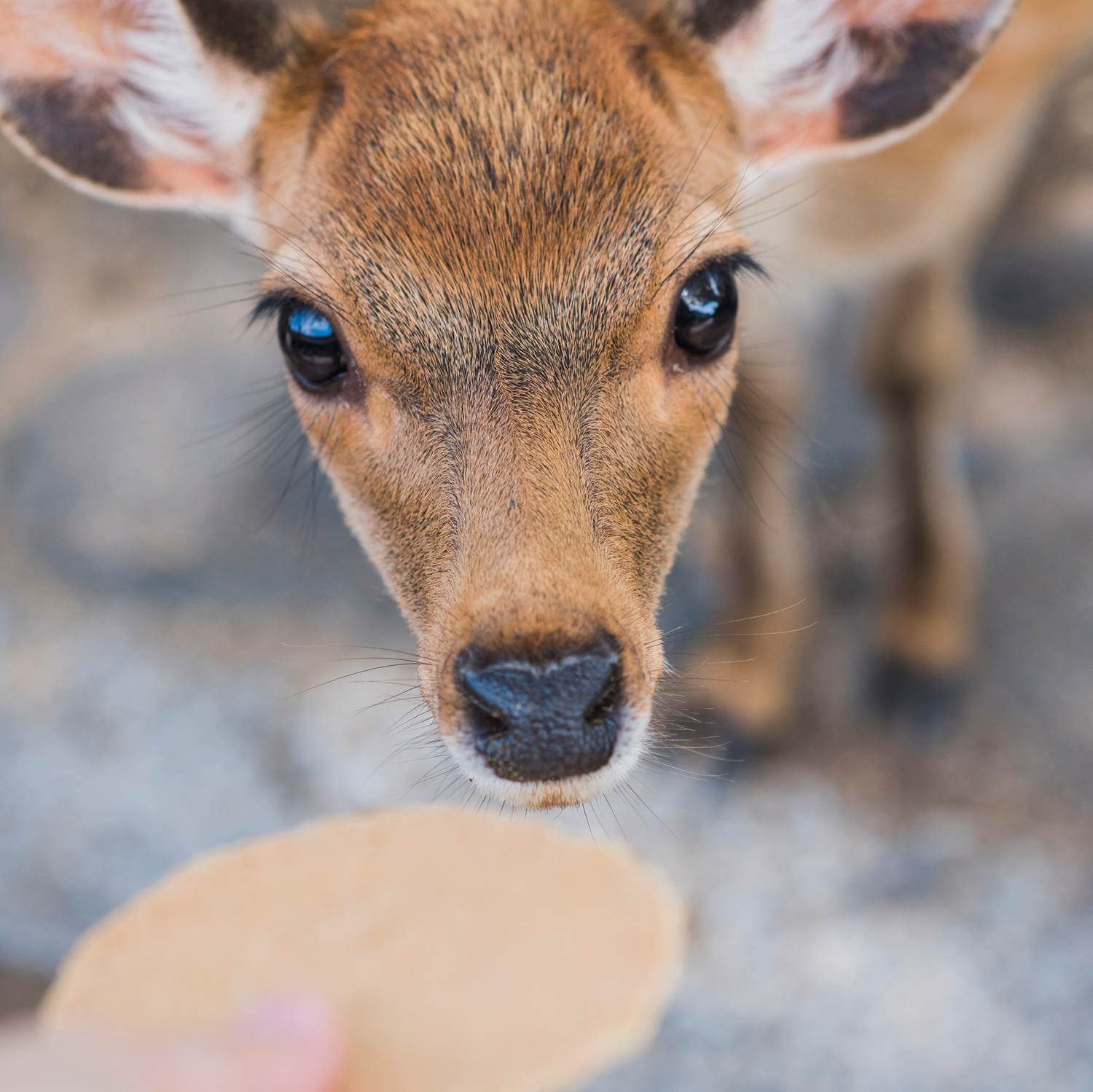 Wild deer in Nara City, the ancient capital of Japan = Shutterstock 2