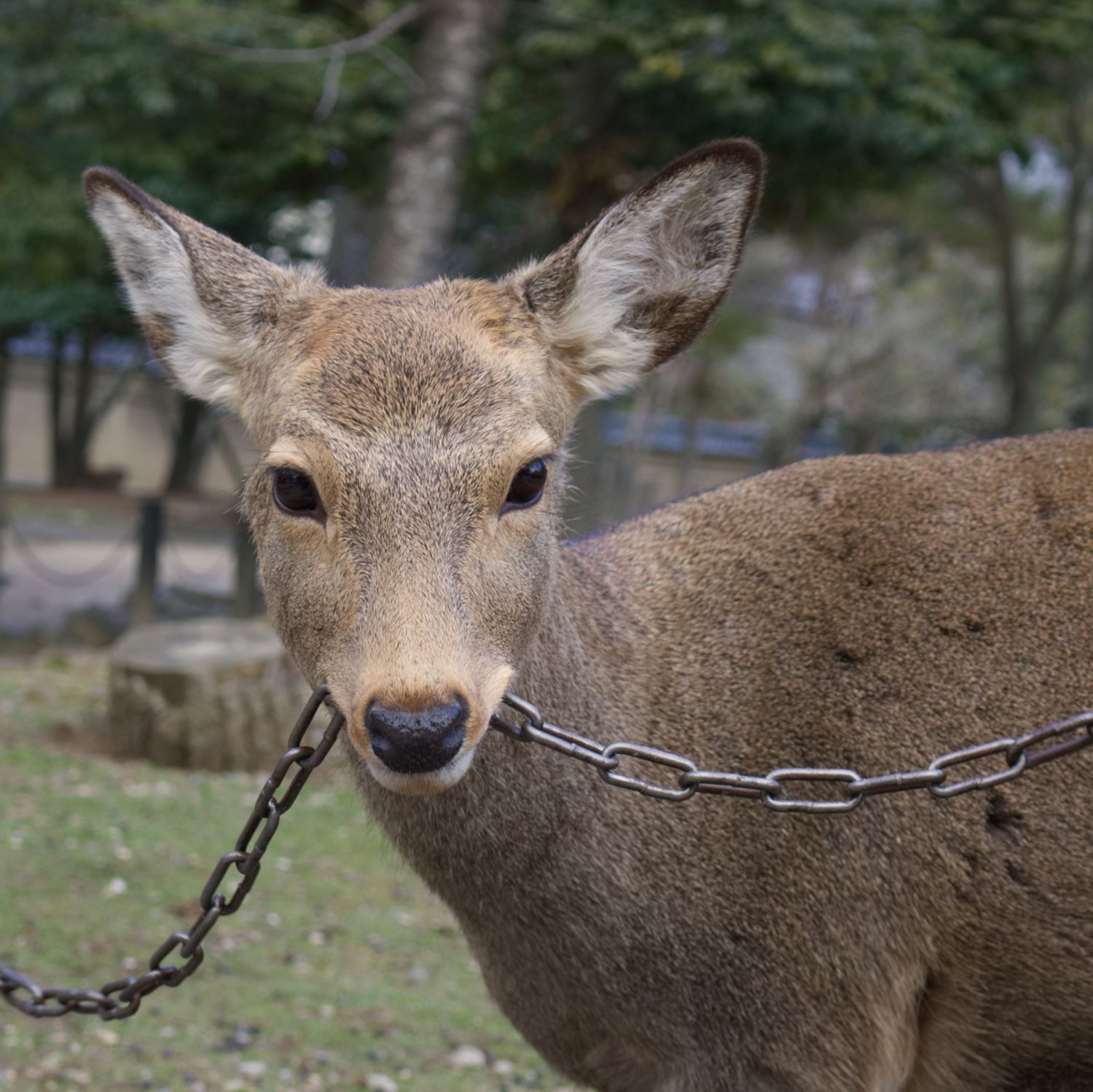 Wild deer in Nara City, the ancient capital of Japan = Shutterstock 6