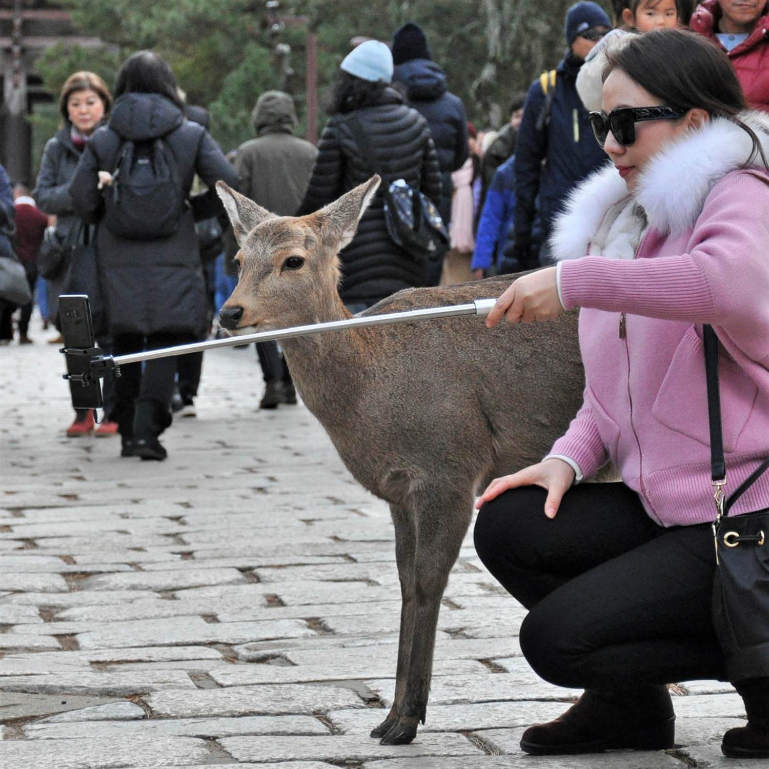 Wild deer in Nara City, the ancient capital of Japan = Shutterstock 7