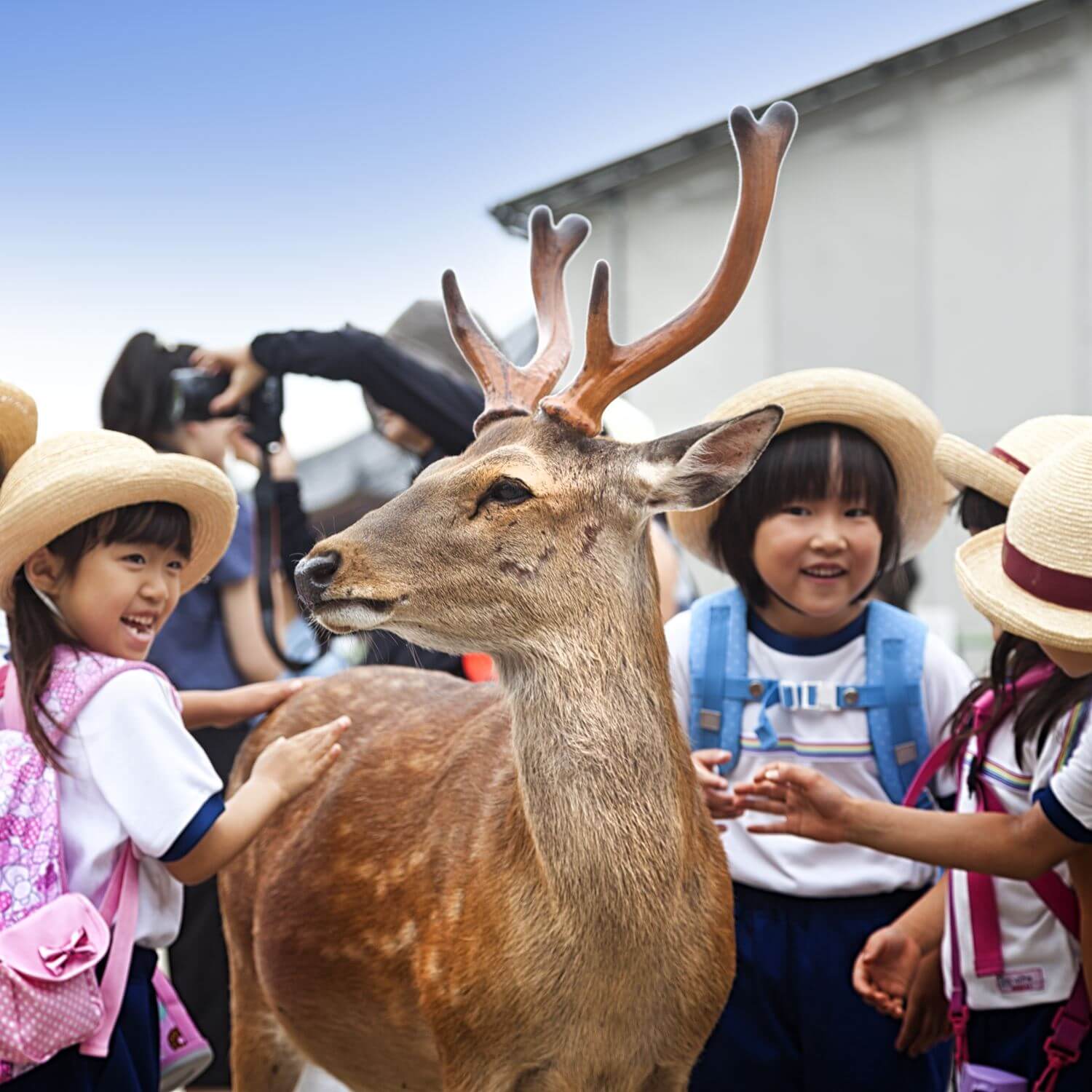 Wild deer in Nara City, the ancient capital of Japan = Shutterstock 9