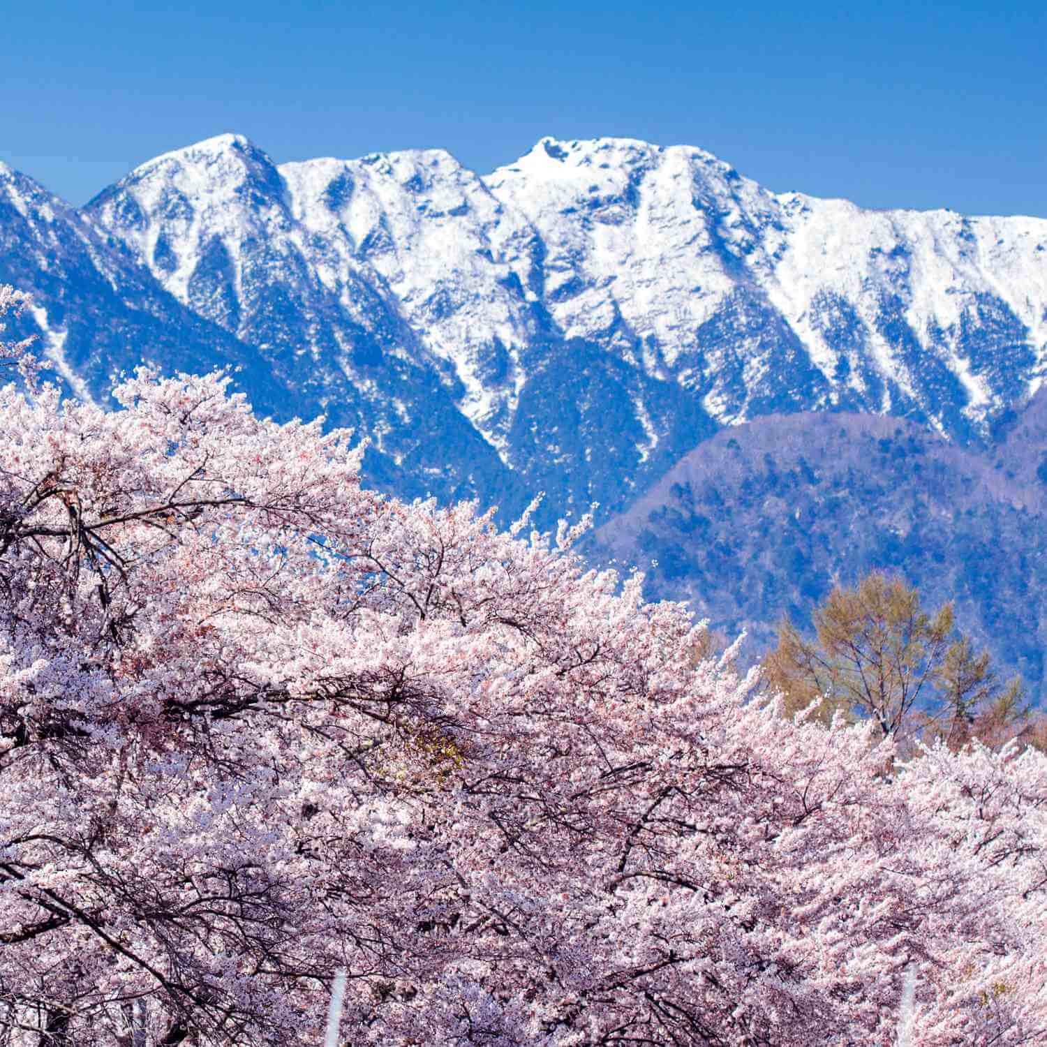 Photos: Spring Snow -The Amazing Contrast of Flowers and Mountain Snow