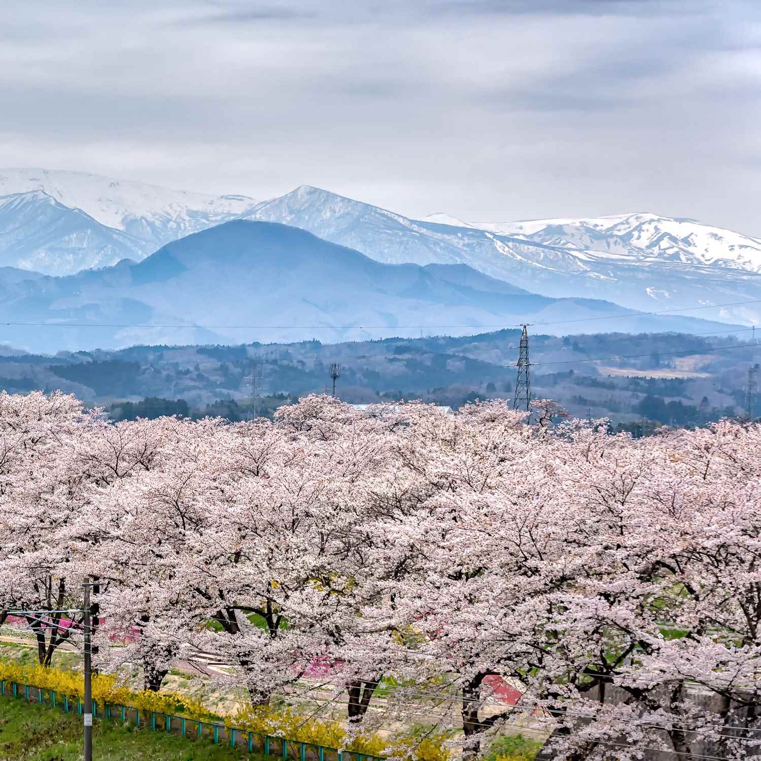 Along the Shiraishi River in Sendai City, 1,200 cherry trees bloom beautifully every year with snow-covered mountains in the background = Shutterstock