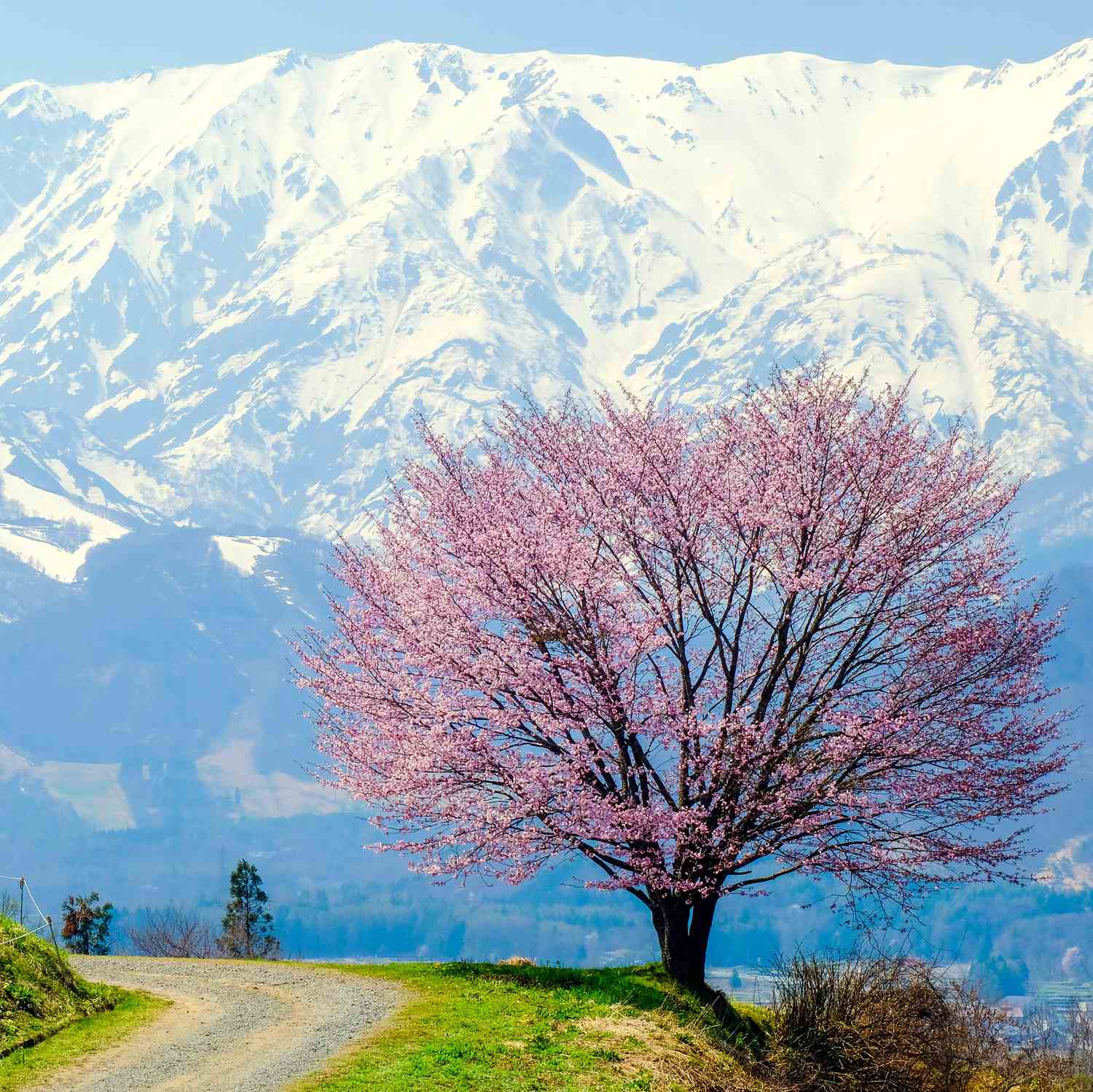 Cherry blossoms in full bloom in the mountain village against the backdrop of the Hakuba mountain range in Nagano Prefecture = Shutterstock