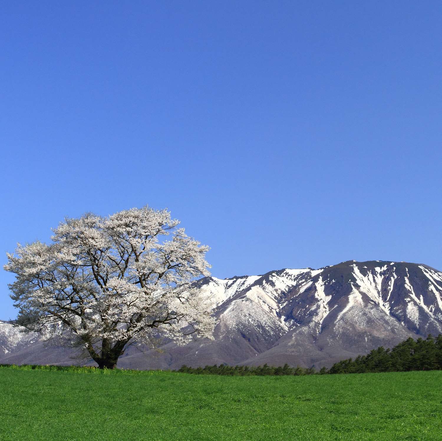 Koiwai Farm in Iwate Prefecture. The contrast between Mt. Iwaki and the giant cherry tree is beautiful = Shutterstock