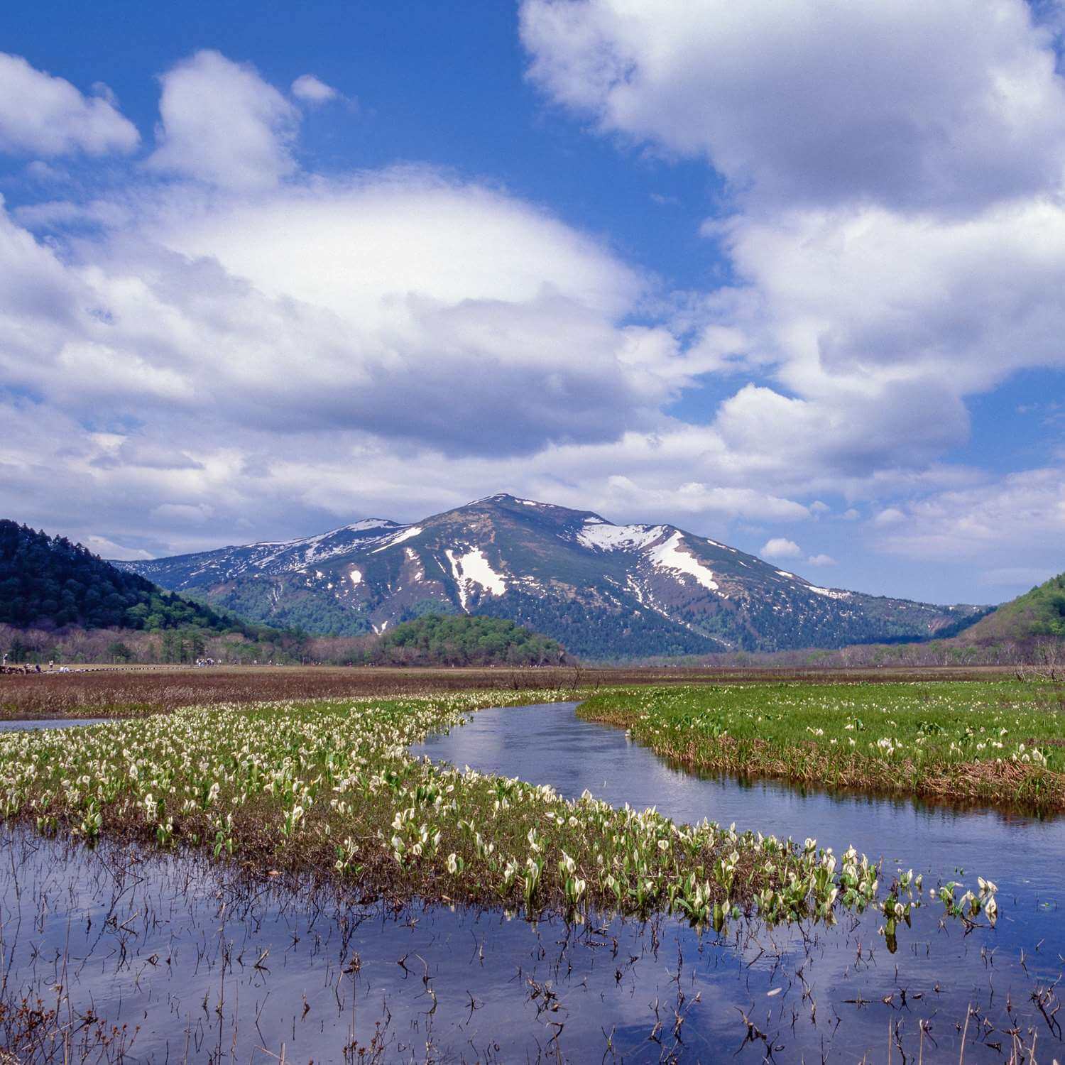 Oze, which spans Gunma, Fukushima and Niigata prefectures = Shutterstock