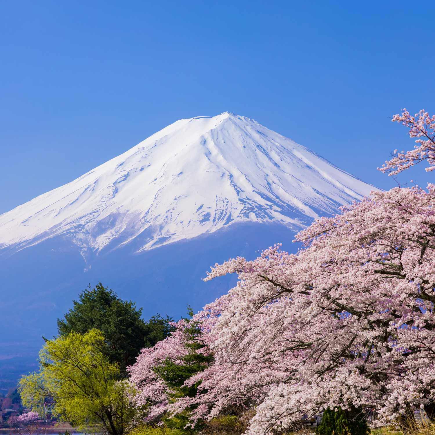 A view of Mt. Fuji from the shores of Lake Kawaguchi in Yamanashi Prefecture = Shutterstock
