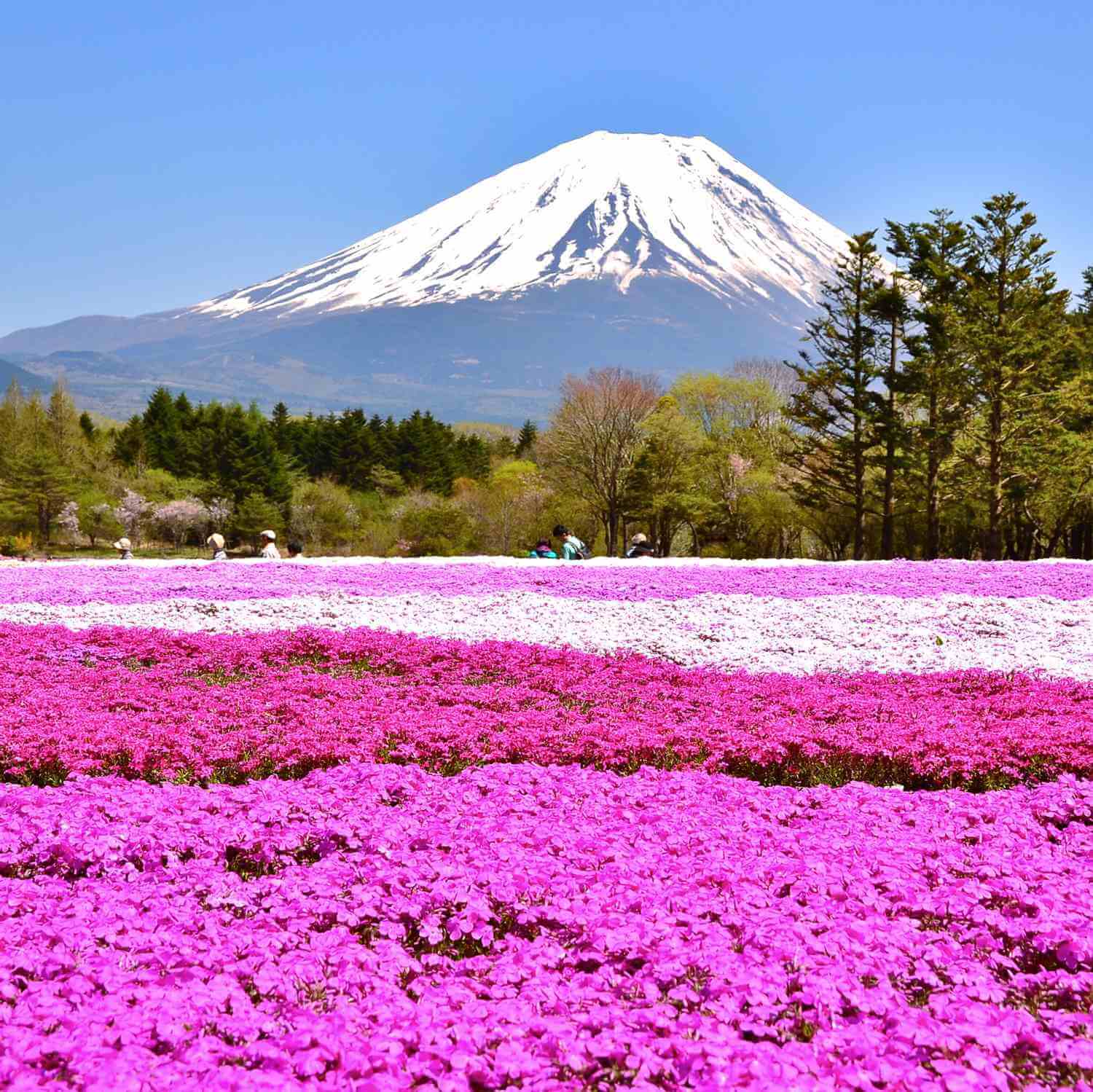 Near Motosu Lake at the foot of Mount Fuji, many moss phlox bloom in April every year = Shutterstock
