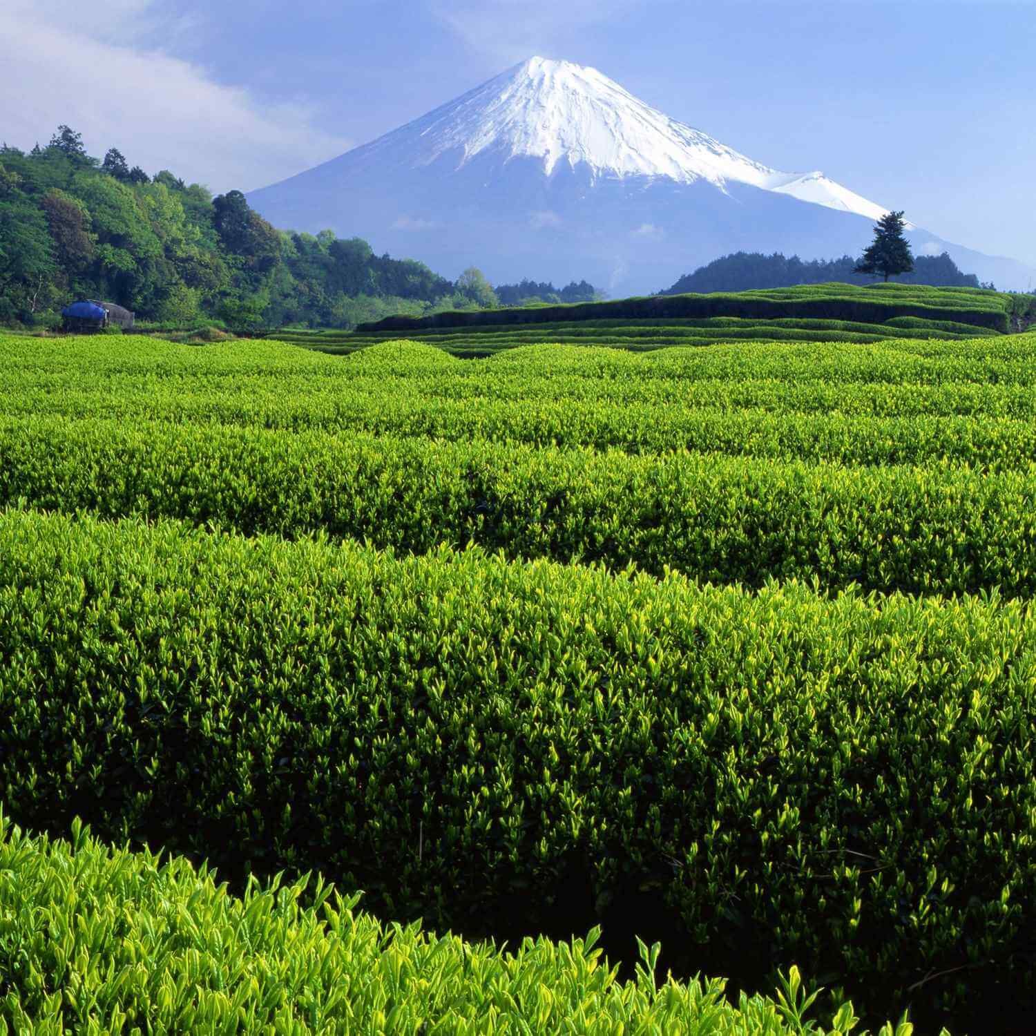 Fresh green tea fields with snow-capped Mt. Fuji, Shizuoka Prefecture = Shutterstock