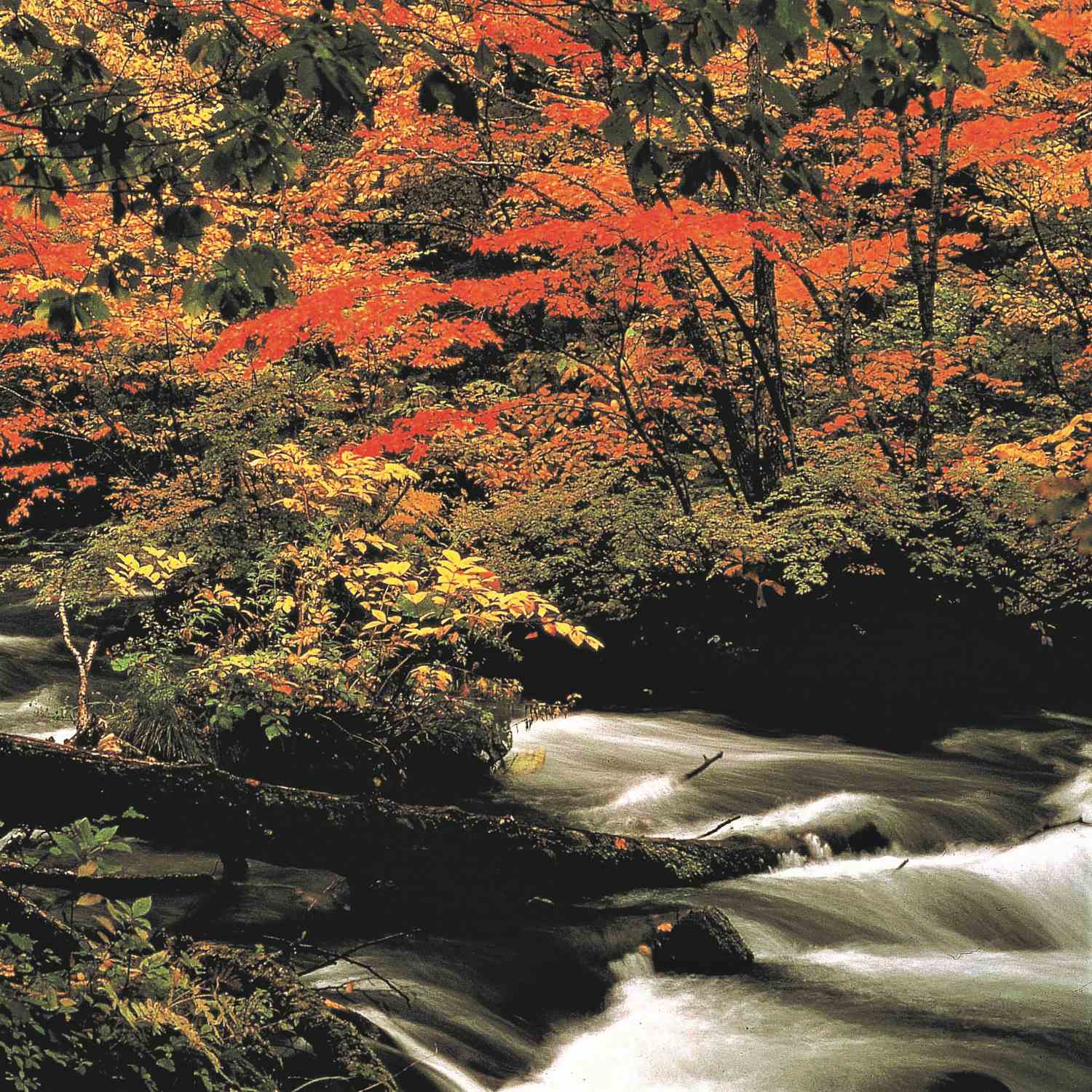 Oirase Stream in Aomori Prefecture 4