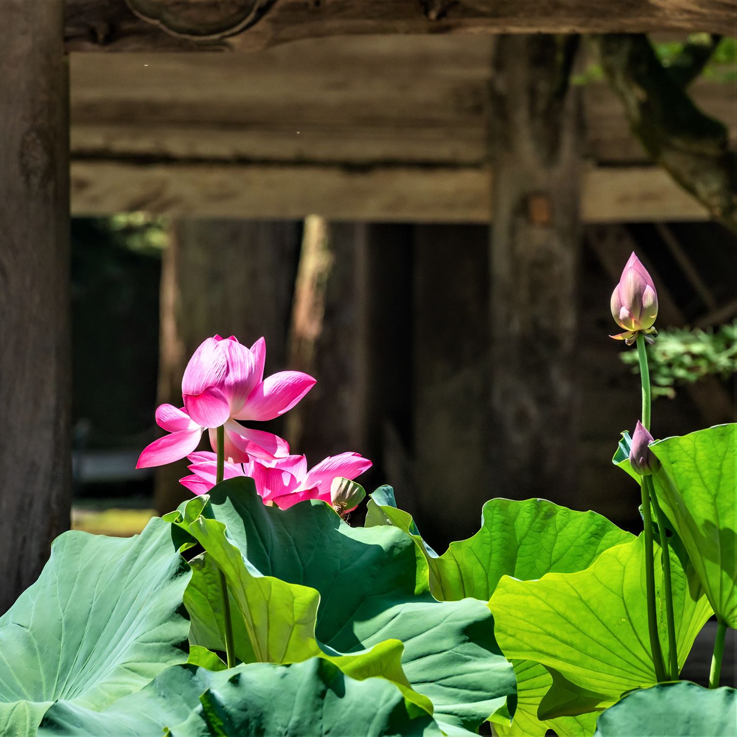 Eiheiji Temple in Fukui Prefecture = Shutterstock 6