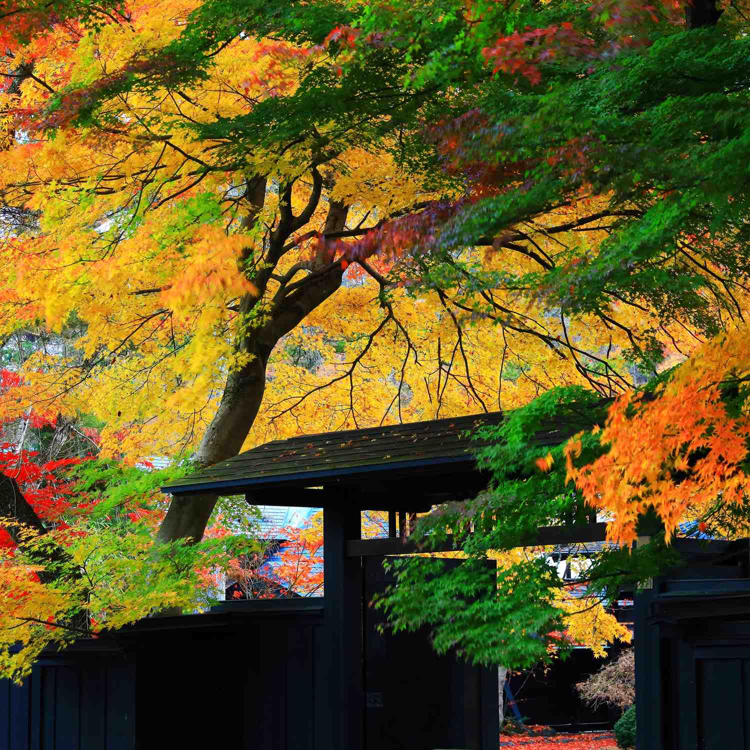 Photos: Kakunodate in autumn, Akita Pfrefecture