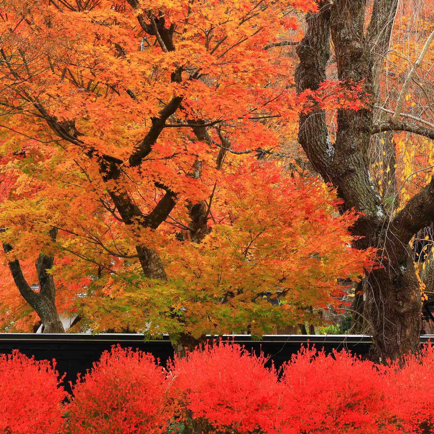 Kakunodate in autumn, Akita Pfrefecture = Shutterstock 10