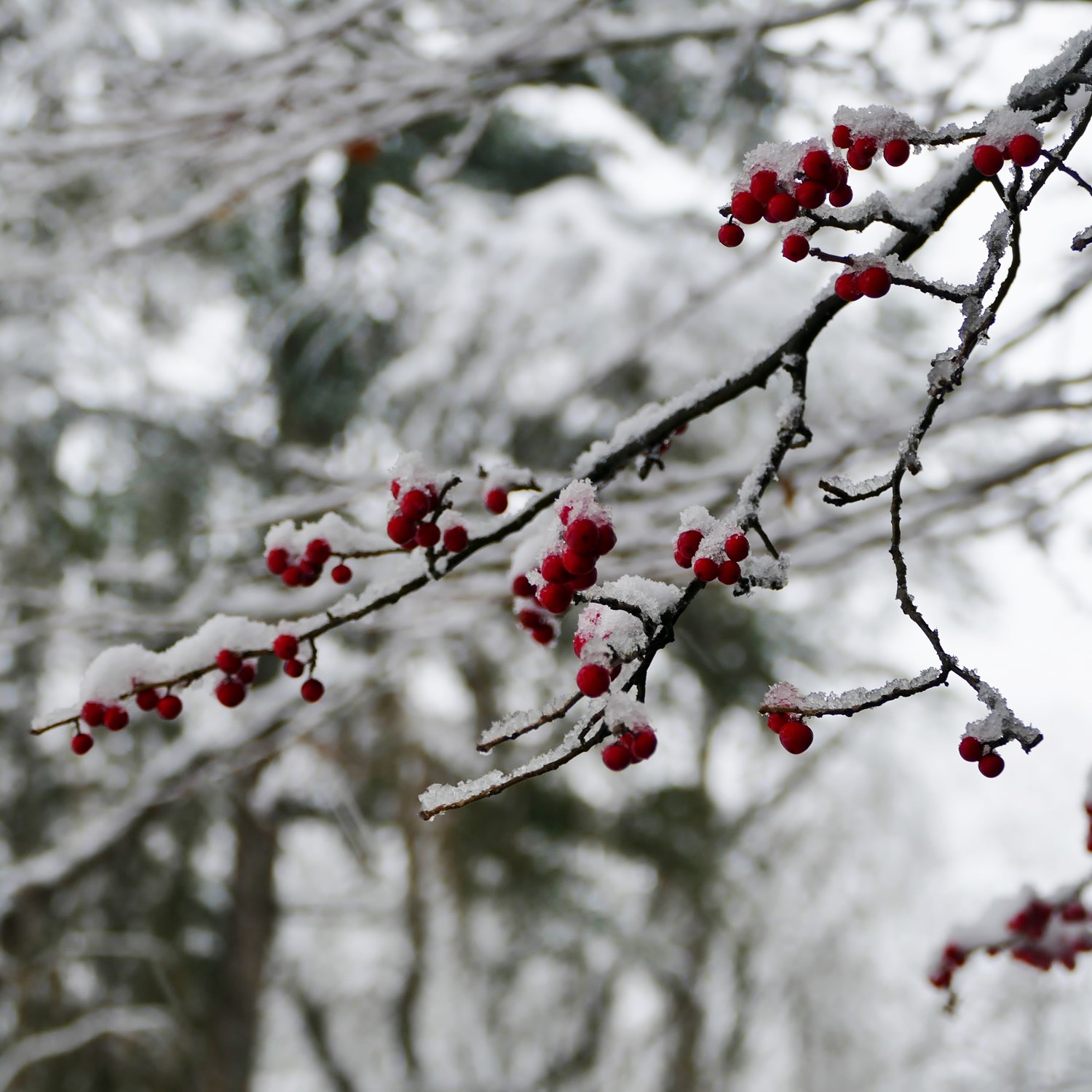 Kakunodate in winter, Akita Prefecture = Shutterstock 4