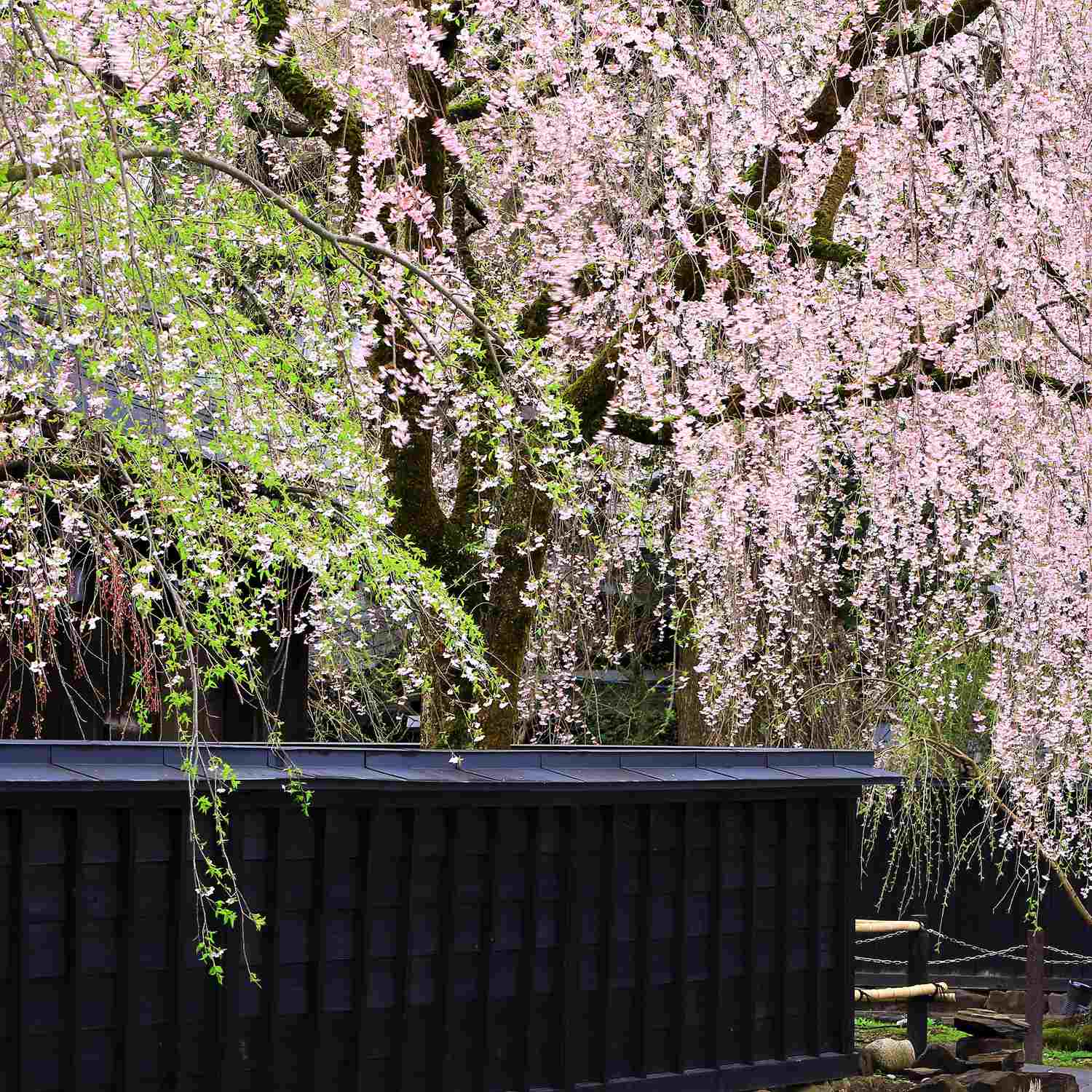 Kakunodate in spring and summer = Shutterstock 5