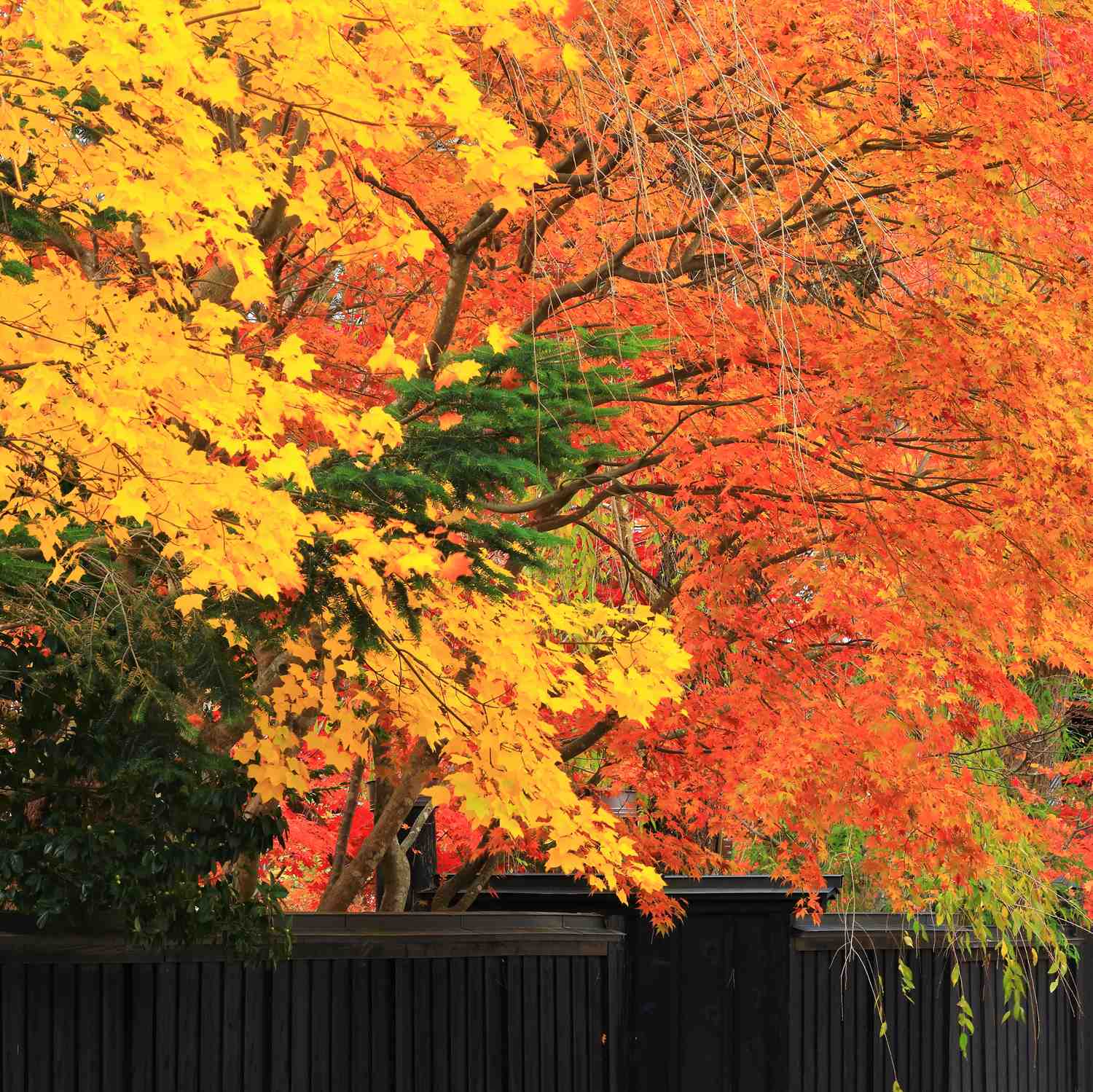 Kakunodate in autumn, Akita Pfrefecture = Shutterstock 7
