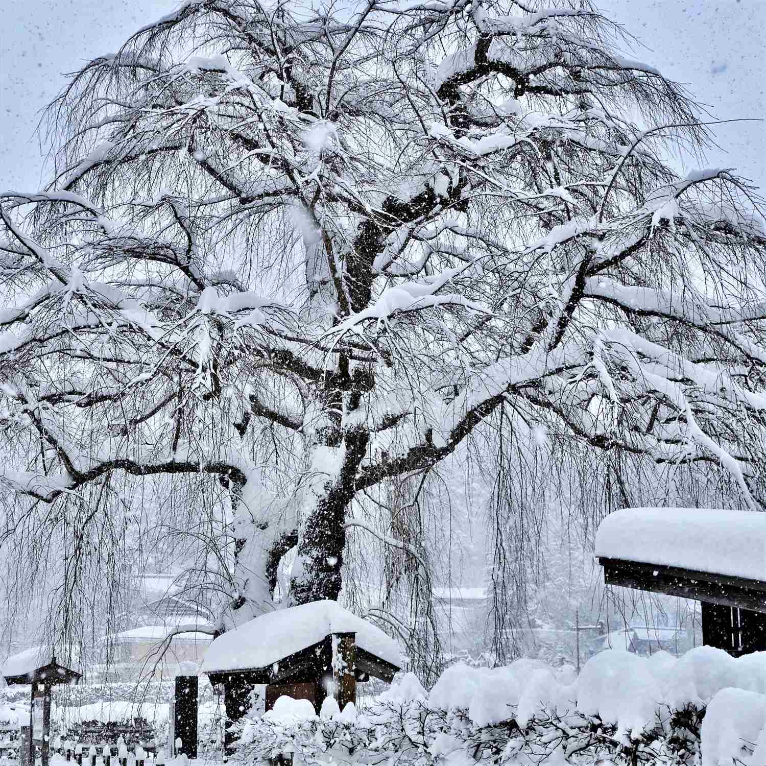 Kakunodate in winter, Akita Prefecture = Shutterstock 9