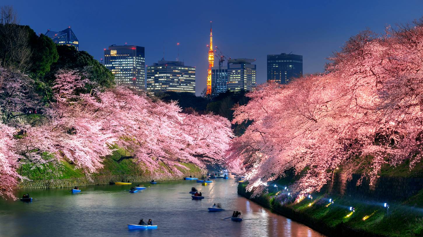 Cherry blossoms at Chidorigafuchi park in Tokyo, Japan = Shutterstock