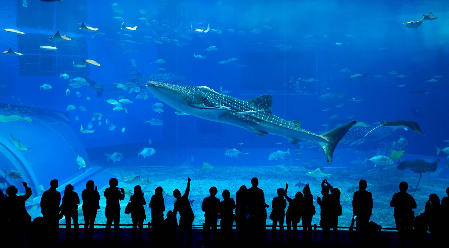Okinawa Churaumi Aquarium = Shutterstock