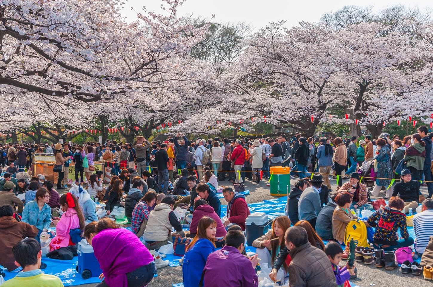 Crowd enjoying Cherry blossoms festival in Ueno Park = Shutterstock