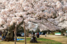 Sightseeing scenery that simply shows the weather in Sendai in April1