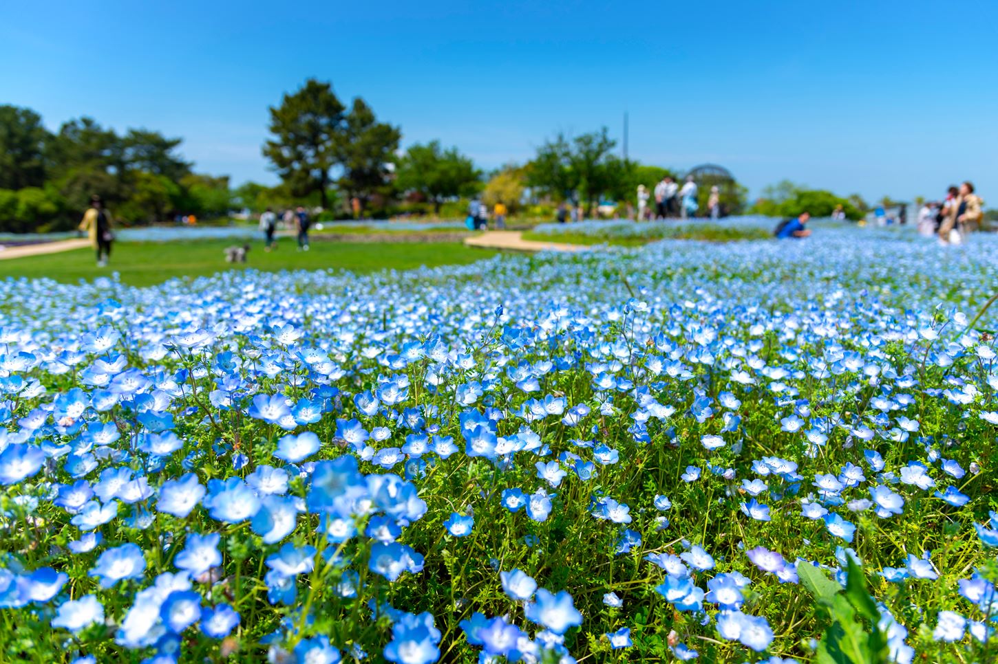 Flower gardens at Uminonakamichi Seaside Park, Fukuoka City = Shutterstock